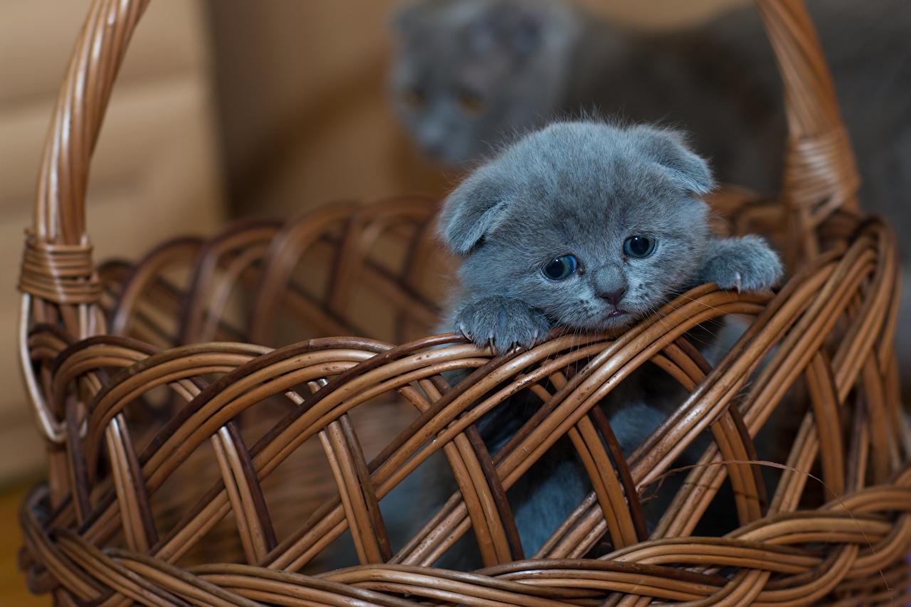 1280x853 Wallpaper Kittens Scottish Fold Cats Grey Wicker basket Animals