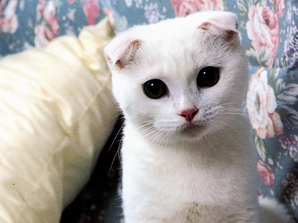 1024x768 Scottish Folds Funny Cat Wallpaper