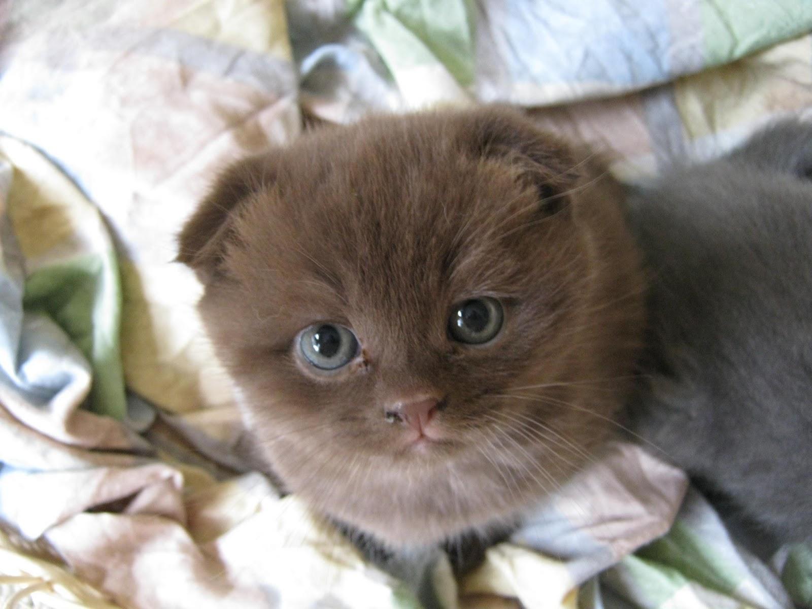 1600x1200 Beautiful Cat Wallpaper: Scottish Fold Kitten high resolution