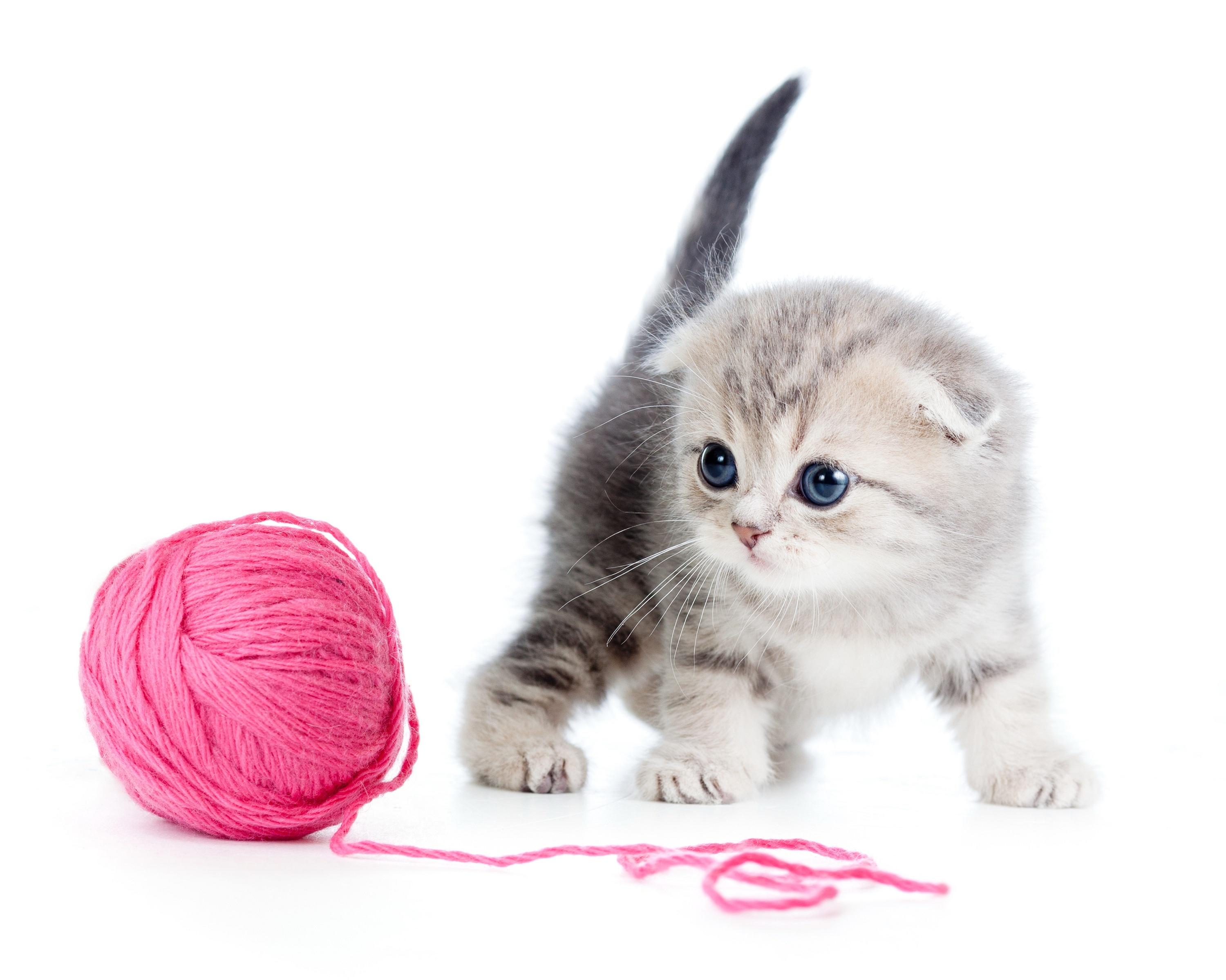 3000x2399 Scottish Fold (Kitten, Ball, Thread) HD Cat Wallpaper