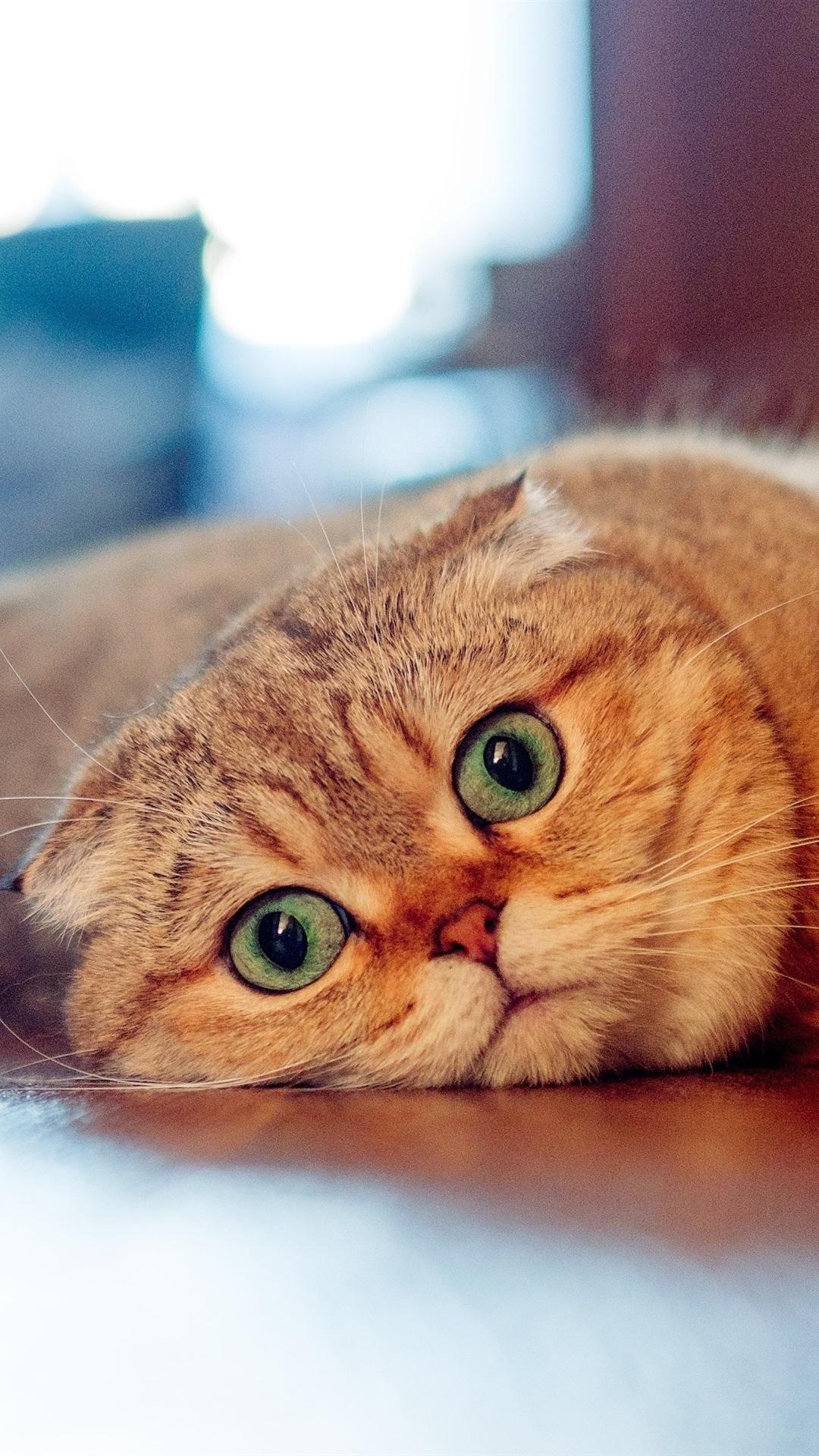 1080x1920 Scottish Fold Cat, Look, Lazy 1080x1920 IPhone 8 7 6 6S Plus Wallpaper, Background, Picture, Image