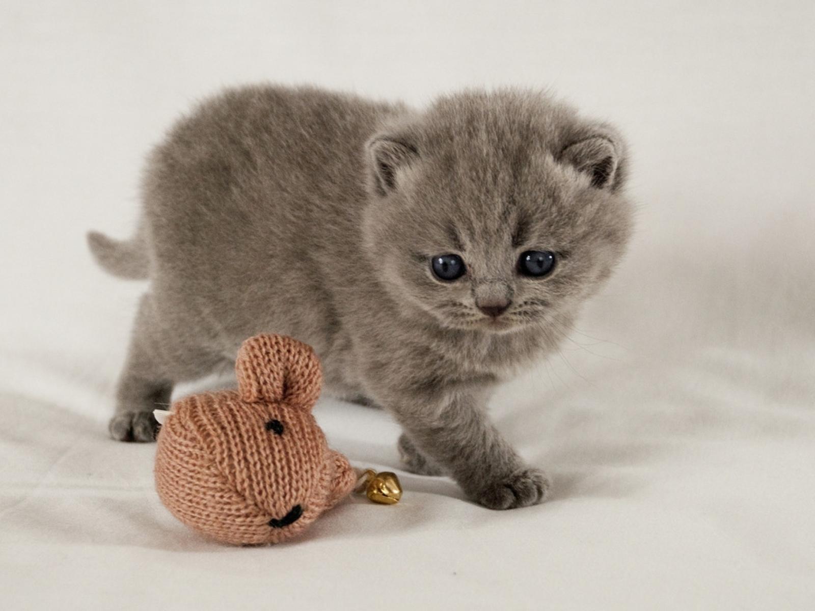 1600x1200 Scottish Fold Kitten 1600 x 1200 Wallpaper