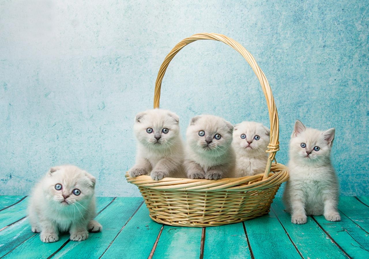 1280x900 Photos Kittens Scottish Fold Cats Natalya Leis Wicker basket Animals