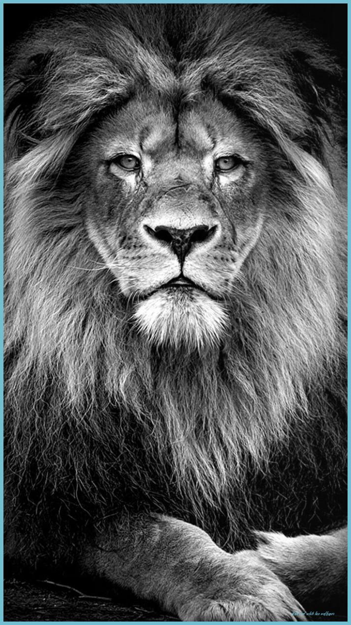 713x1269 Black Lion Wallpaper On WallpaperDog And White Lion Wallpaper