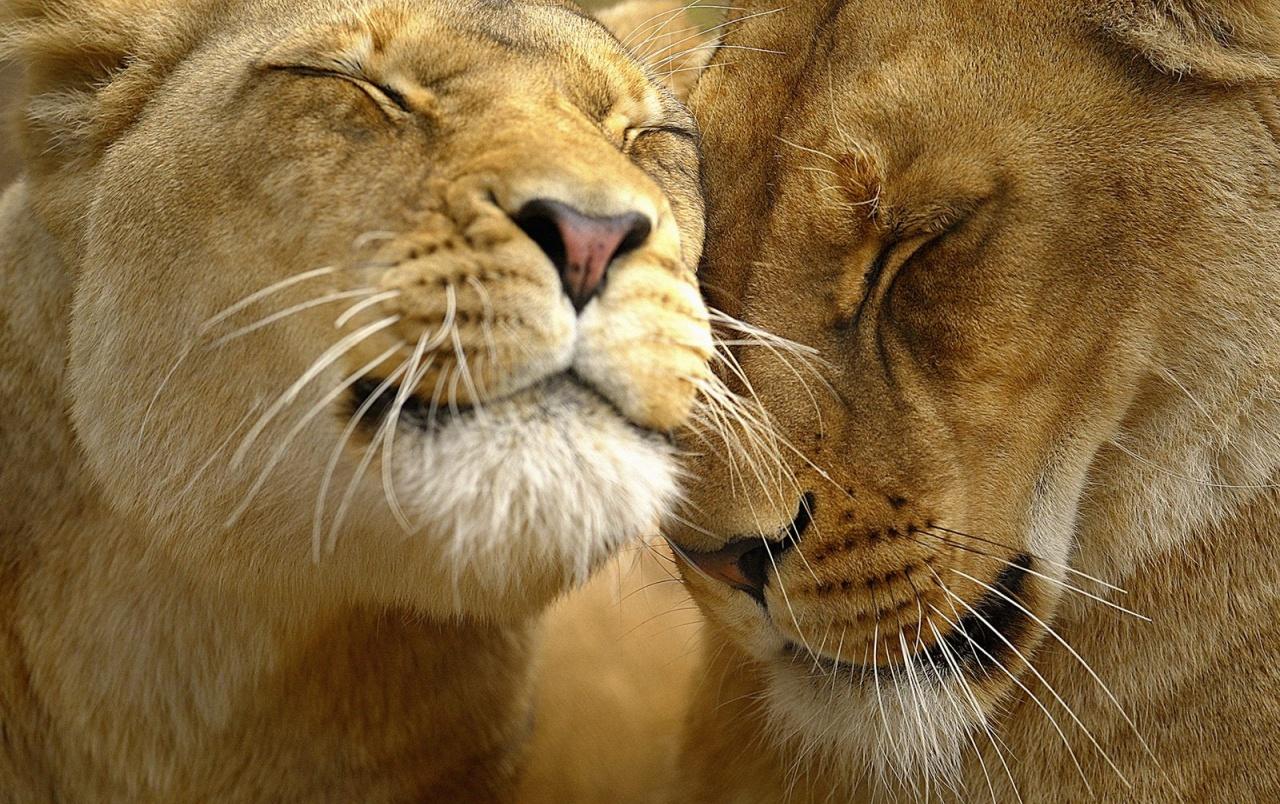 1280x804 Lion affection wallpaper. Lion affection