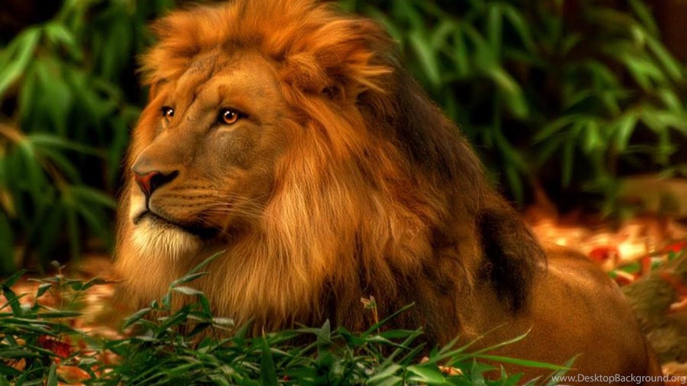 1366x768 Lion Wallpaper HD Free Download HD Great Image Desktop Background