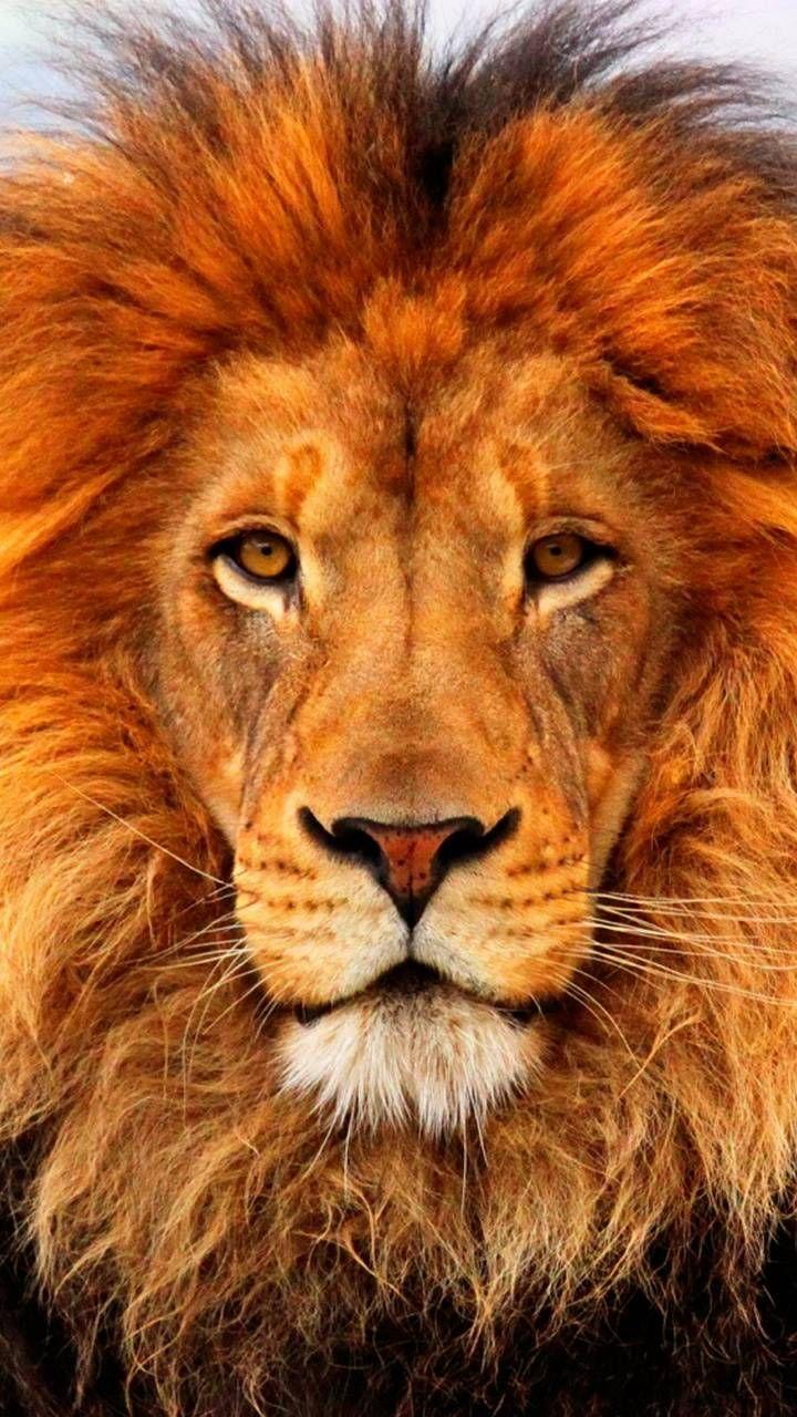 720x1280 Download Lion wallpaper by Gihan1984 now. Browse millions of popular animal Wallpaper and Rington. Animals, Animals wild, Animals beautiful