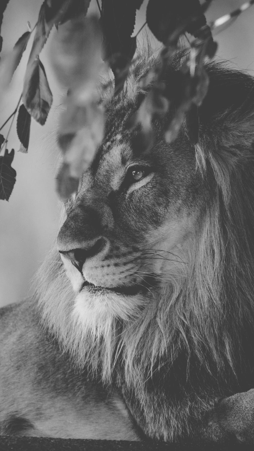 White Lion iPhone Wallpapers Top Free White Lion iPhone Backgrounds