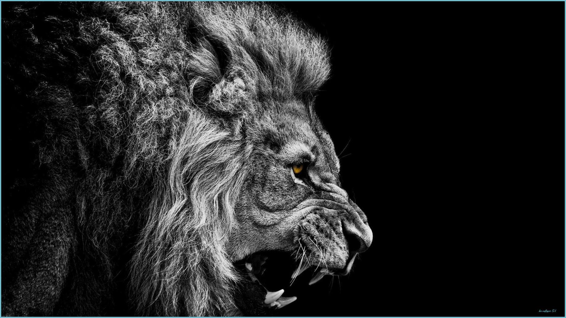 1862x1047 Black Lion Wallpaper Wallpaper 4k