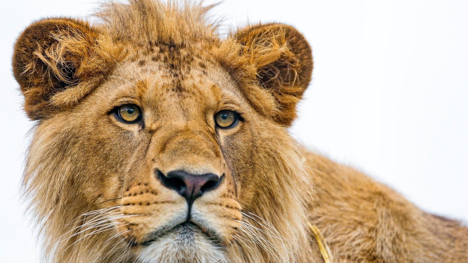1920x1080 Lion Face