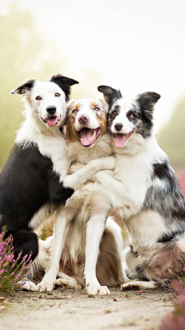 720x1280 Very funny wallpaper