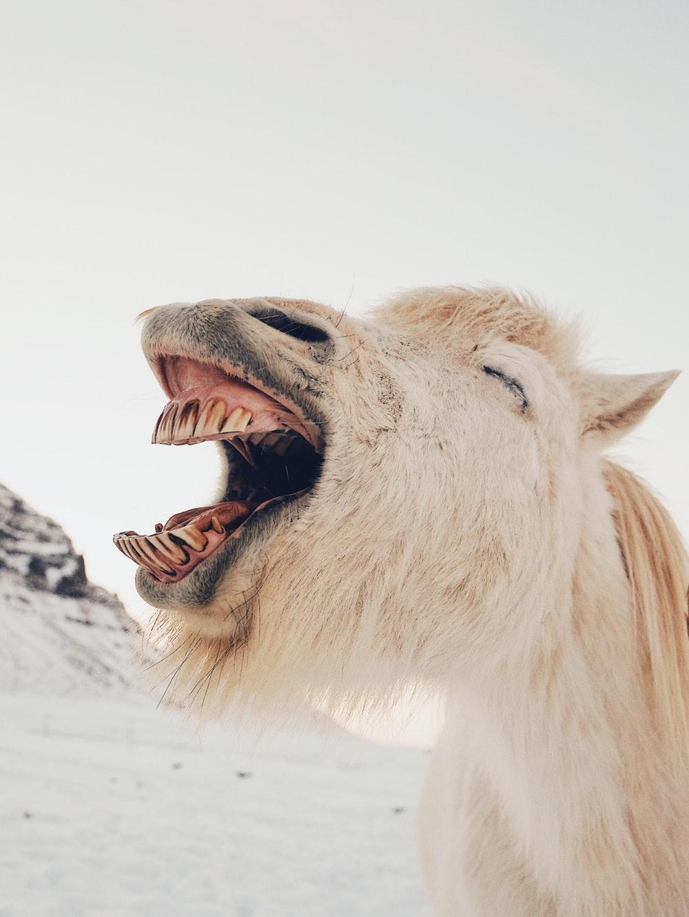 1000x1332 Very Funny Wallpaper