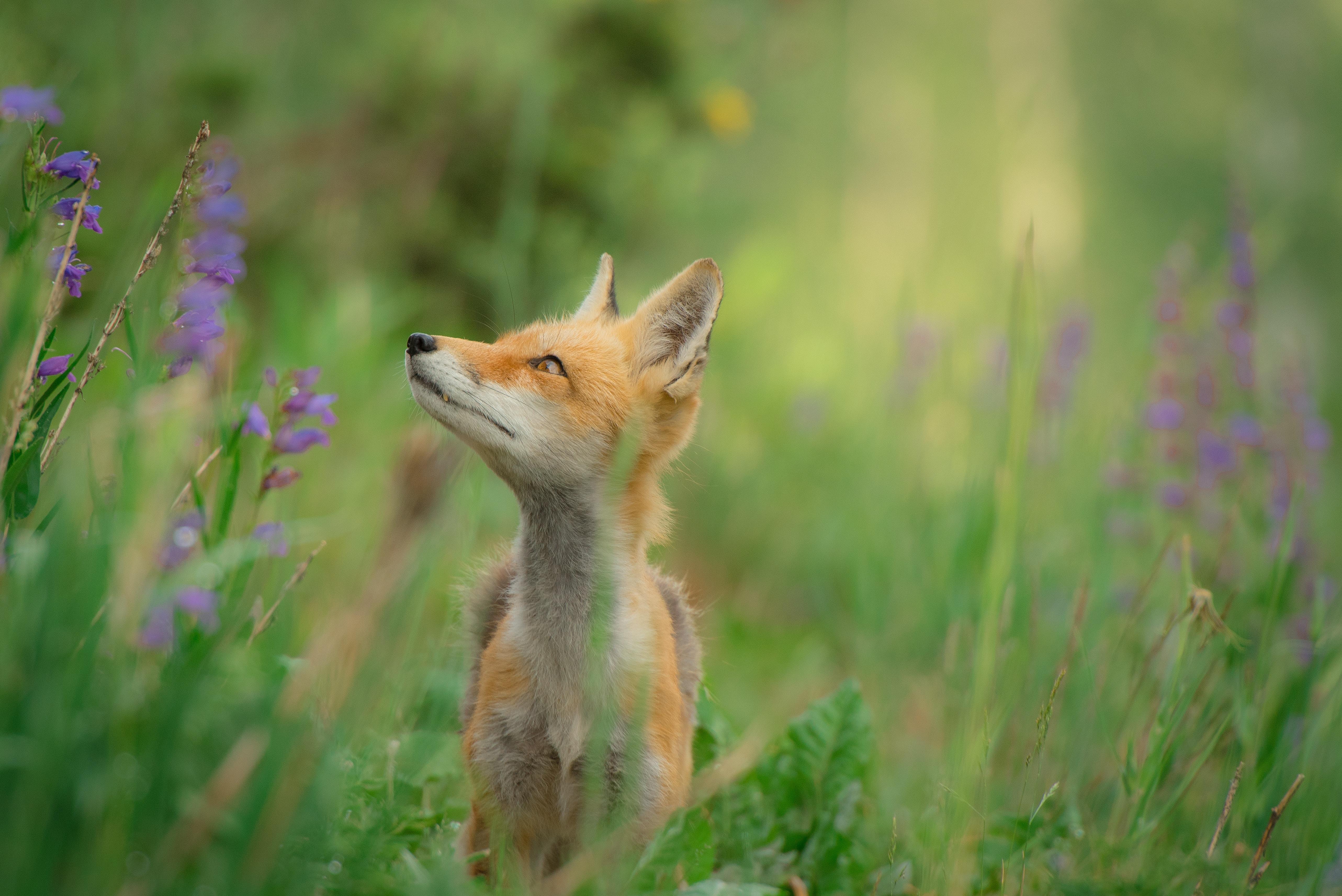 5130x3425 5130x3425 #fox, #blur, #red fox, #grass, #Free picture, #flower, #orange, #green, #bokeh, #field, #looking, #teeth, #purple, #animal. Mocah HD Wallpaper
