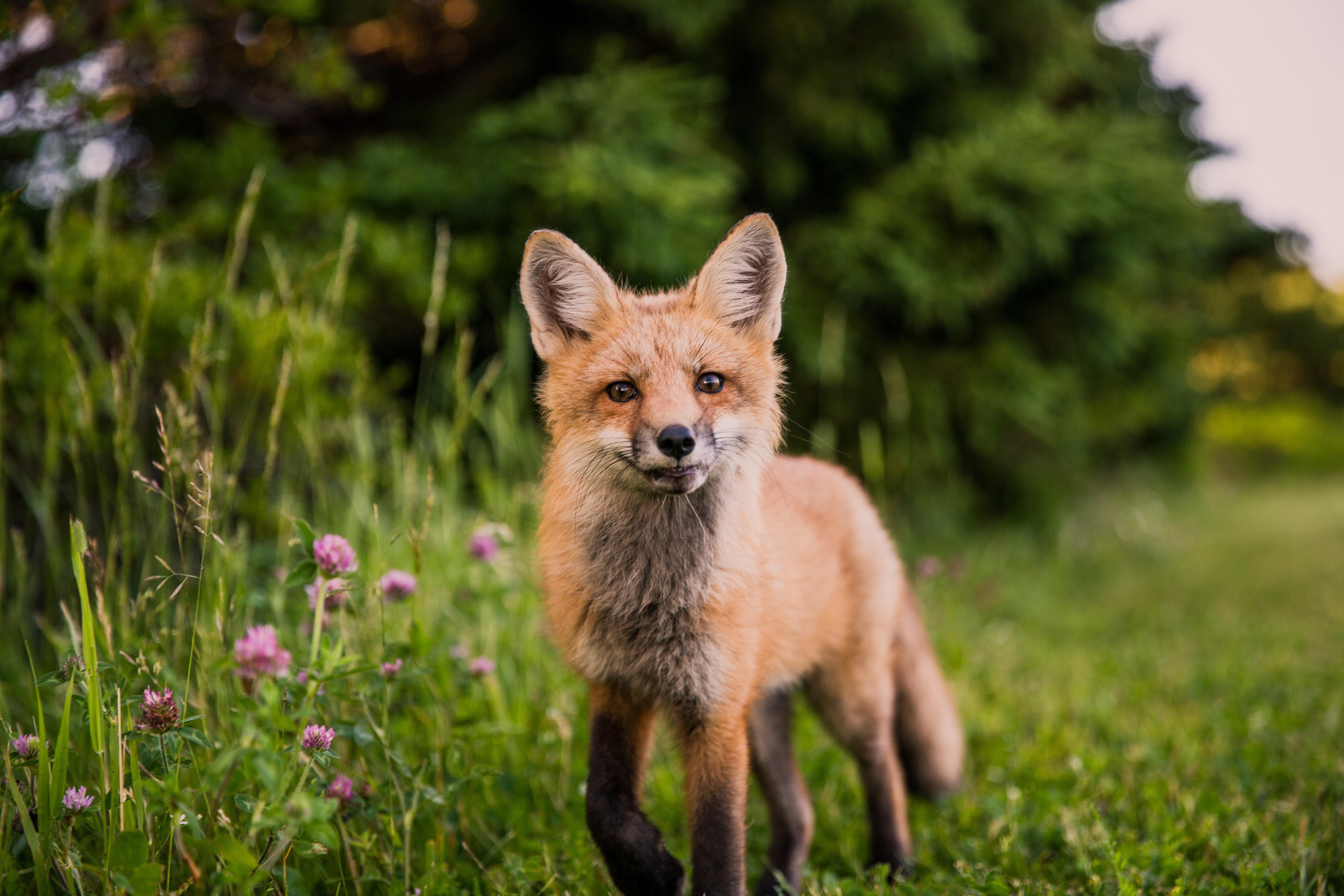 5760x3840 5760x3840 #hike, #travel, #animal wallpaper, #Public domain image, #wildlife, #explore, #red fox, #hiking, #nature, #orange, #wallpaper, #bokeh, #fox, #animal background, #grass, #flower, #trail, #tree, #animal, #blur, #mammal. Mocah HD