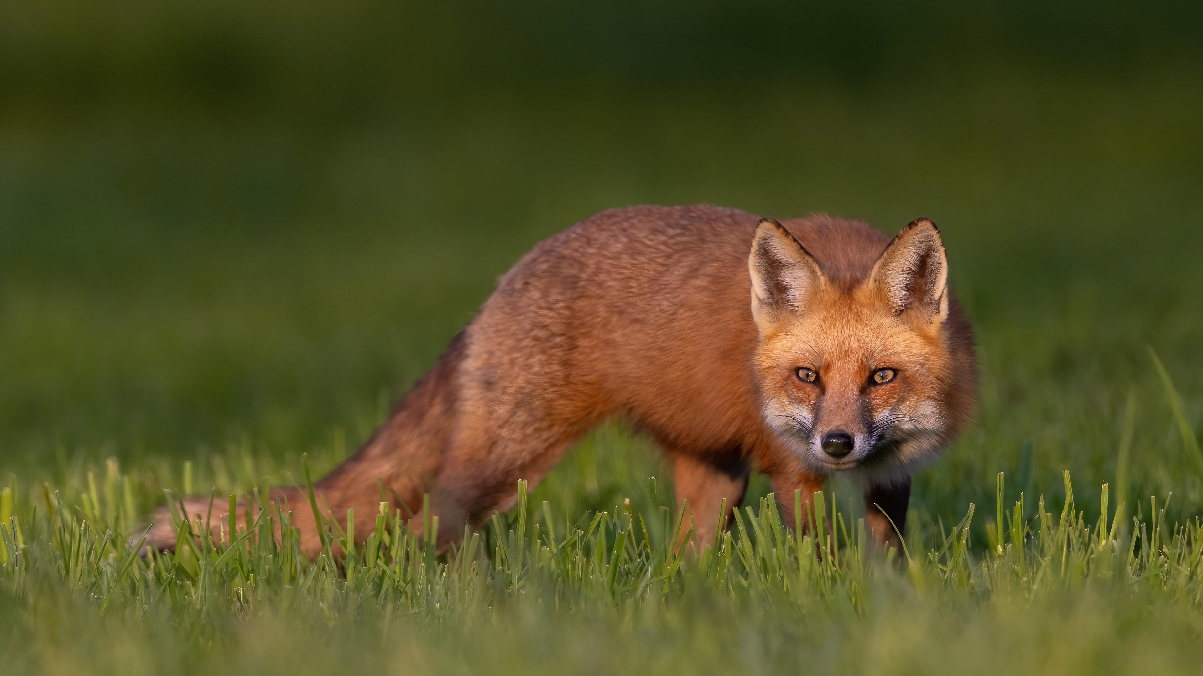 3840x2160 Brown Fox Is Standing On Green Grass 4K HD Fox Wallpaper