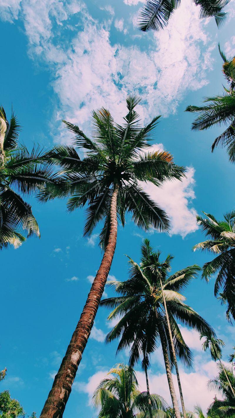 800x1420 Summer wallpaper palm tree. Sky aesthetic, Summer wallpaper, Aesthetic wallpaper