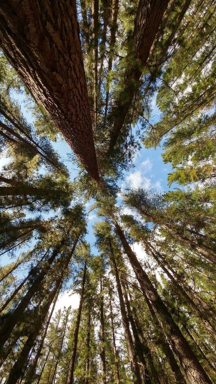 736x1308 Pin By Maryhatie Lompeng On Hutan In 2019 Pine Trees HD Wallpaper