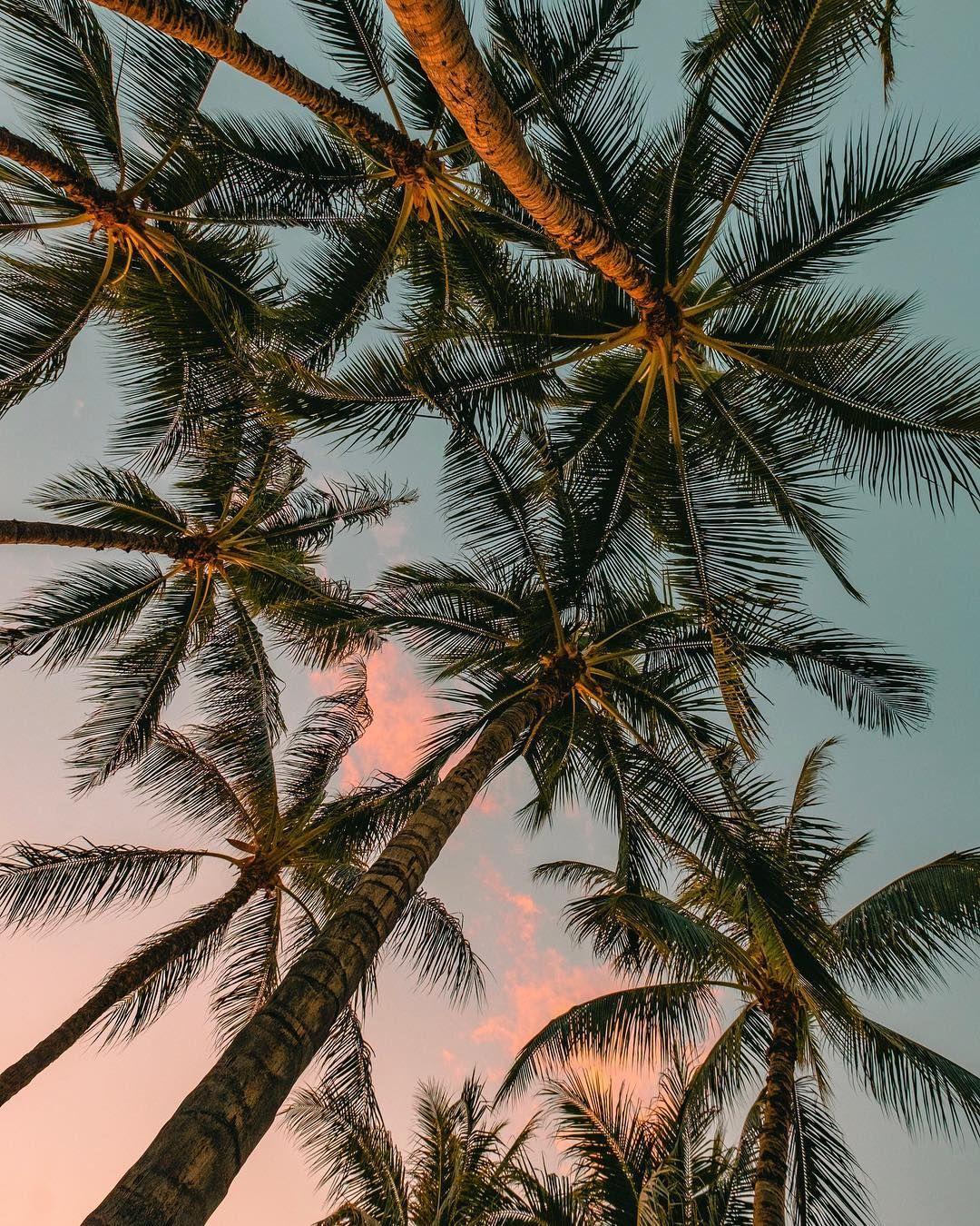 1080x1350 aesthetic #palmtree #summer #beach. Photography wallpaper, Summer wallpaper, Aesthetic wallpaper