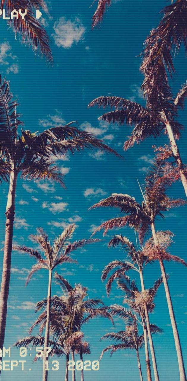 630x1280 Aesthetic Palm Trees wallpaper