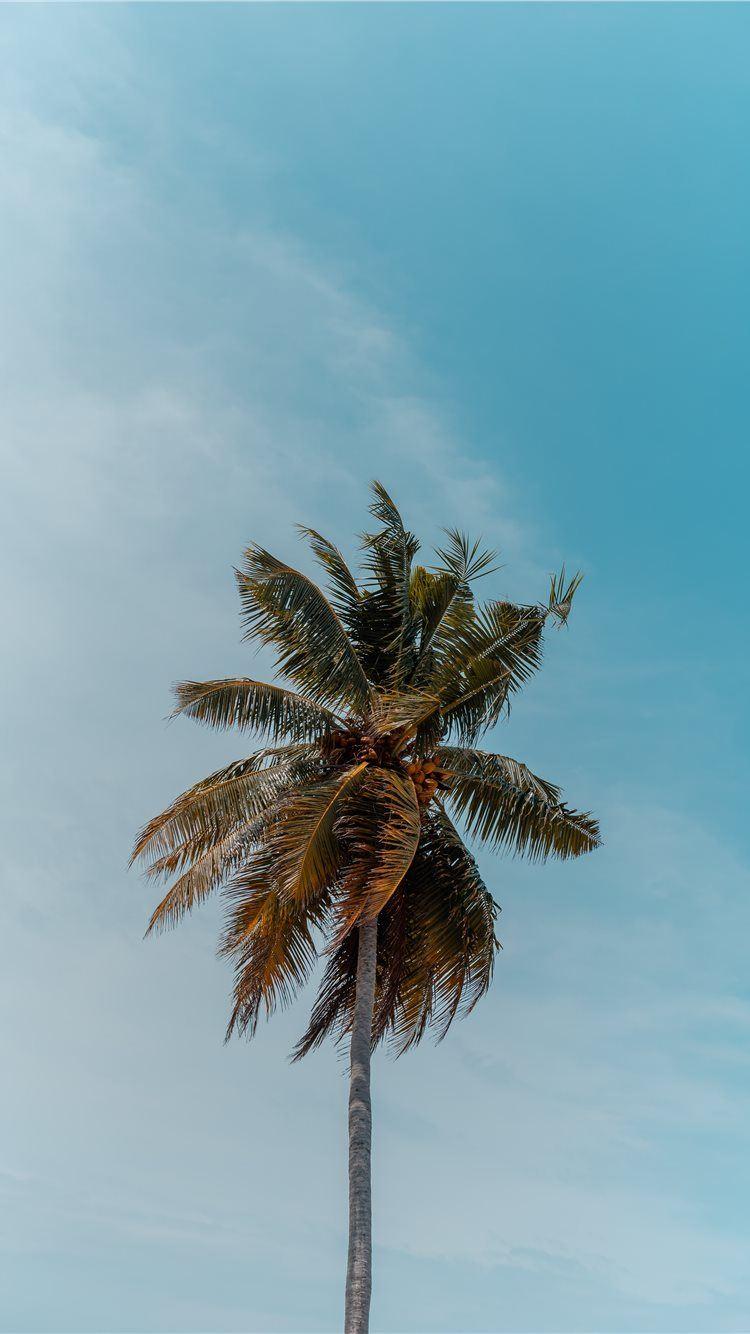 750x1334 green coconut tree under blue sky iPhone 8 Wallpaper Free Download
