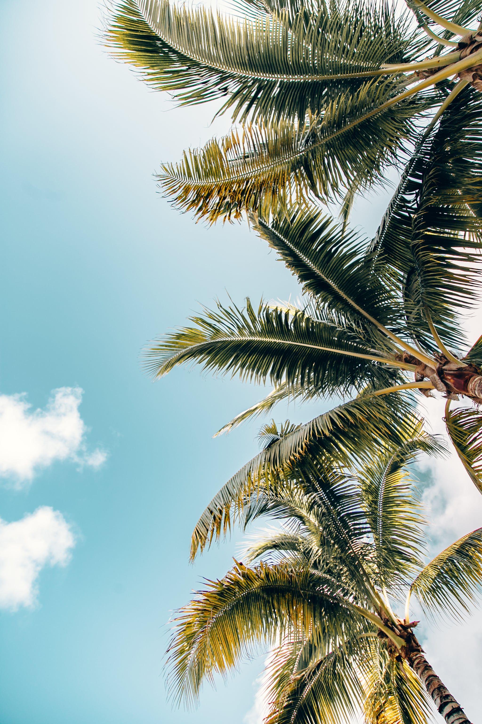 2048x3072 Tropical Aesthetic Wallpaper