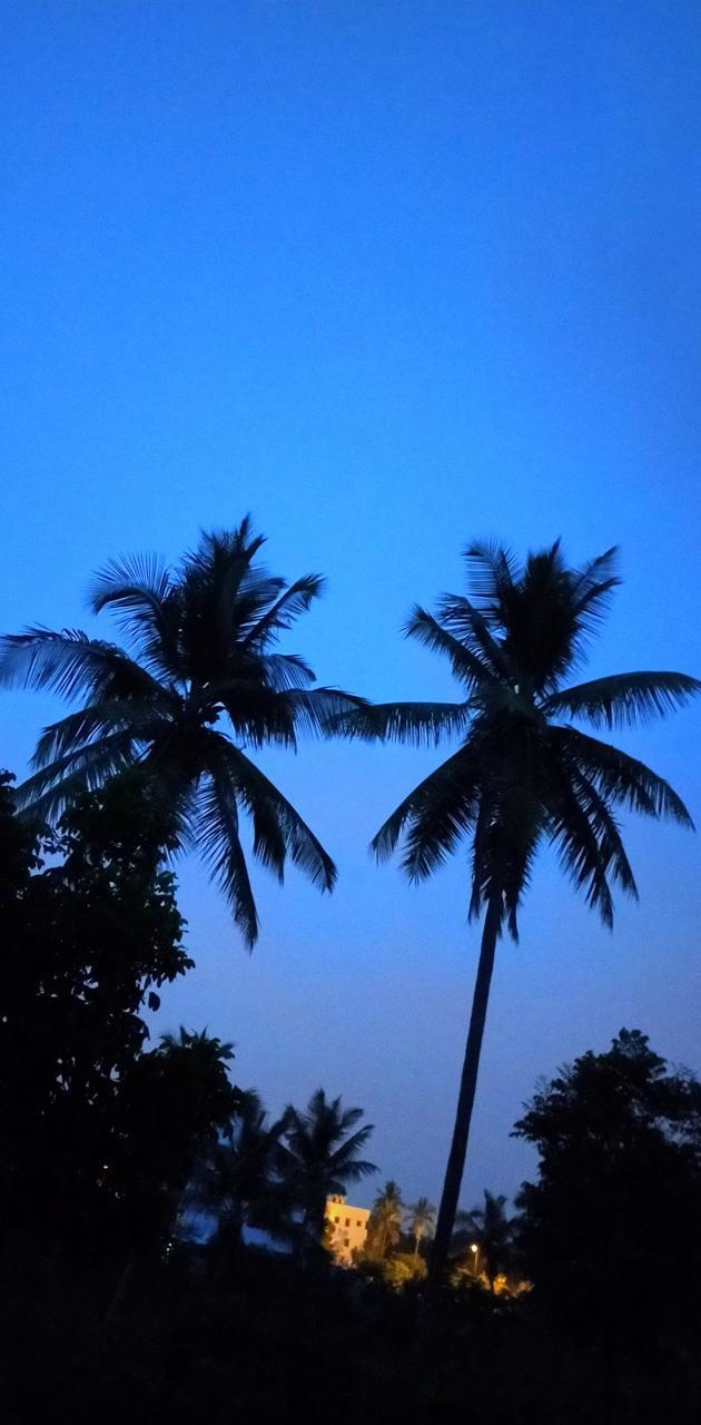 630x1280 Aesthetic tree wallpaper