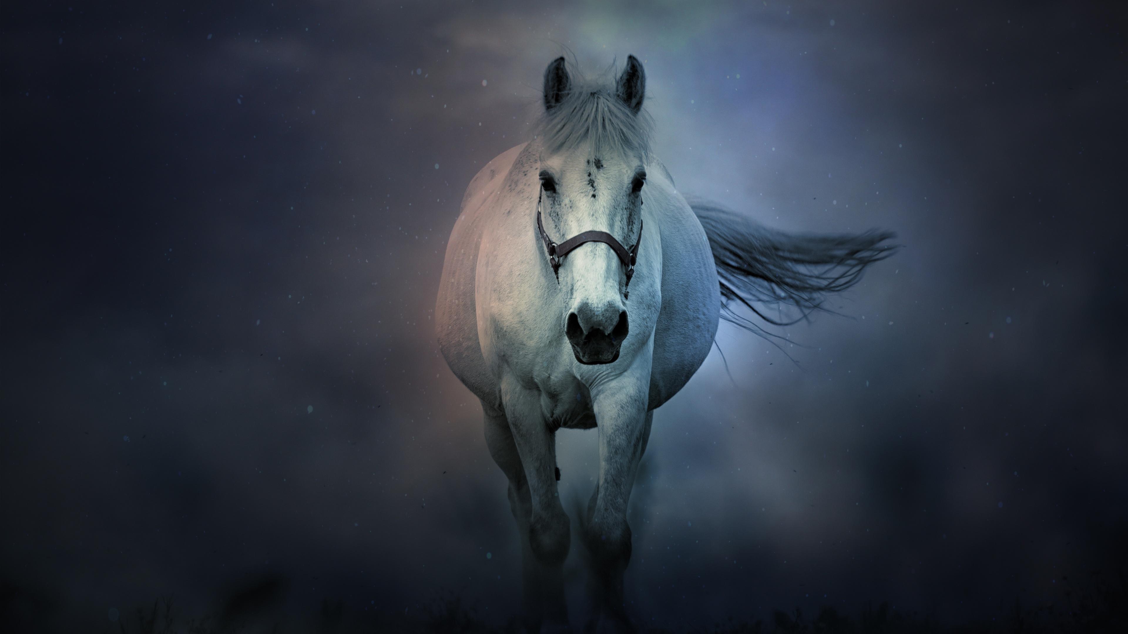 3840x2160 White horse Wallpaper 4K, Running Horse, Dark background, 5K, 8K, Animals