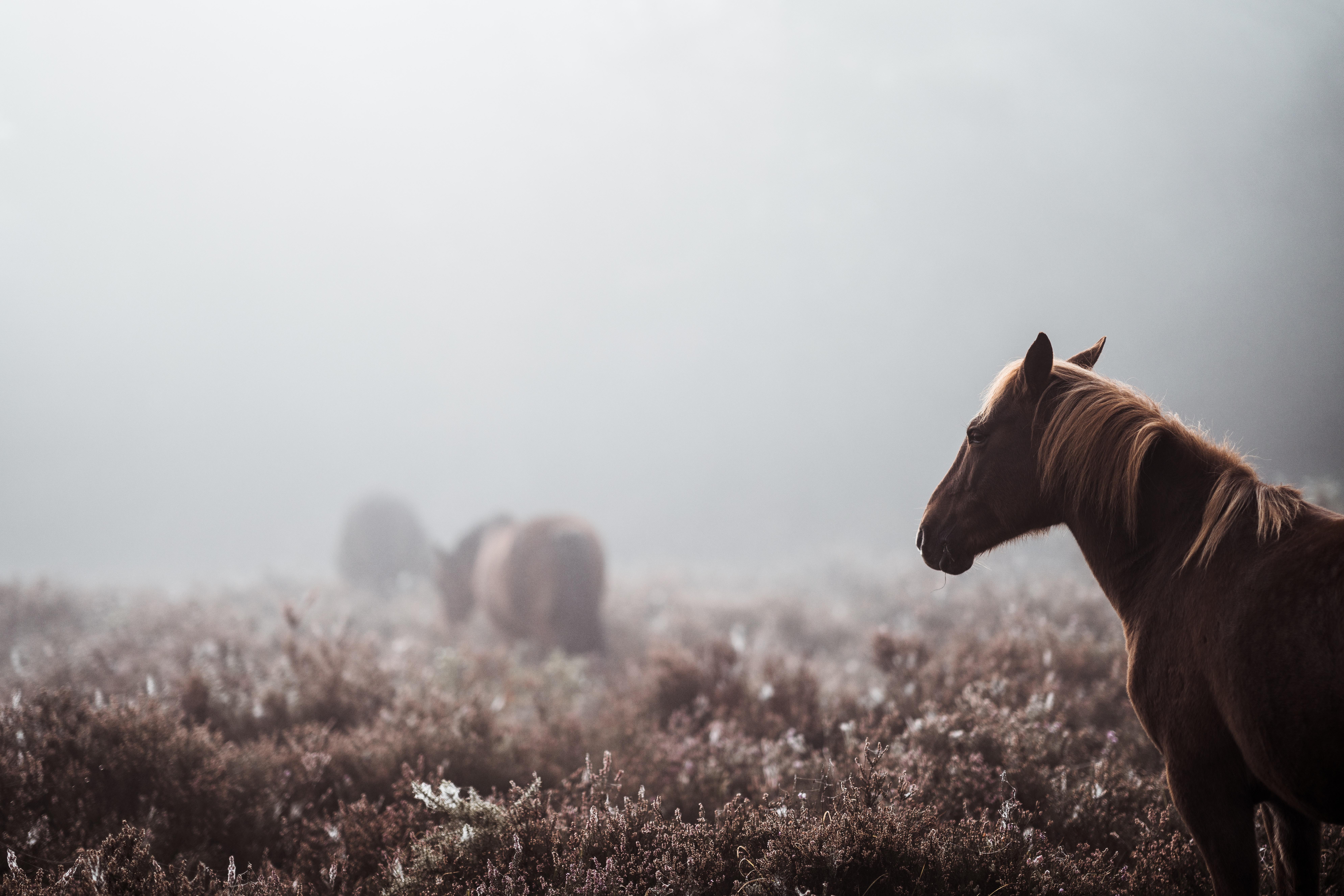 7952x5304 Wild Horse 8k, HD Animals, 4k Wallpaper, Image, Background, Photo and Picture