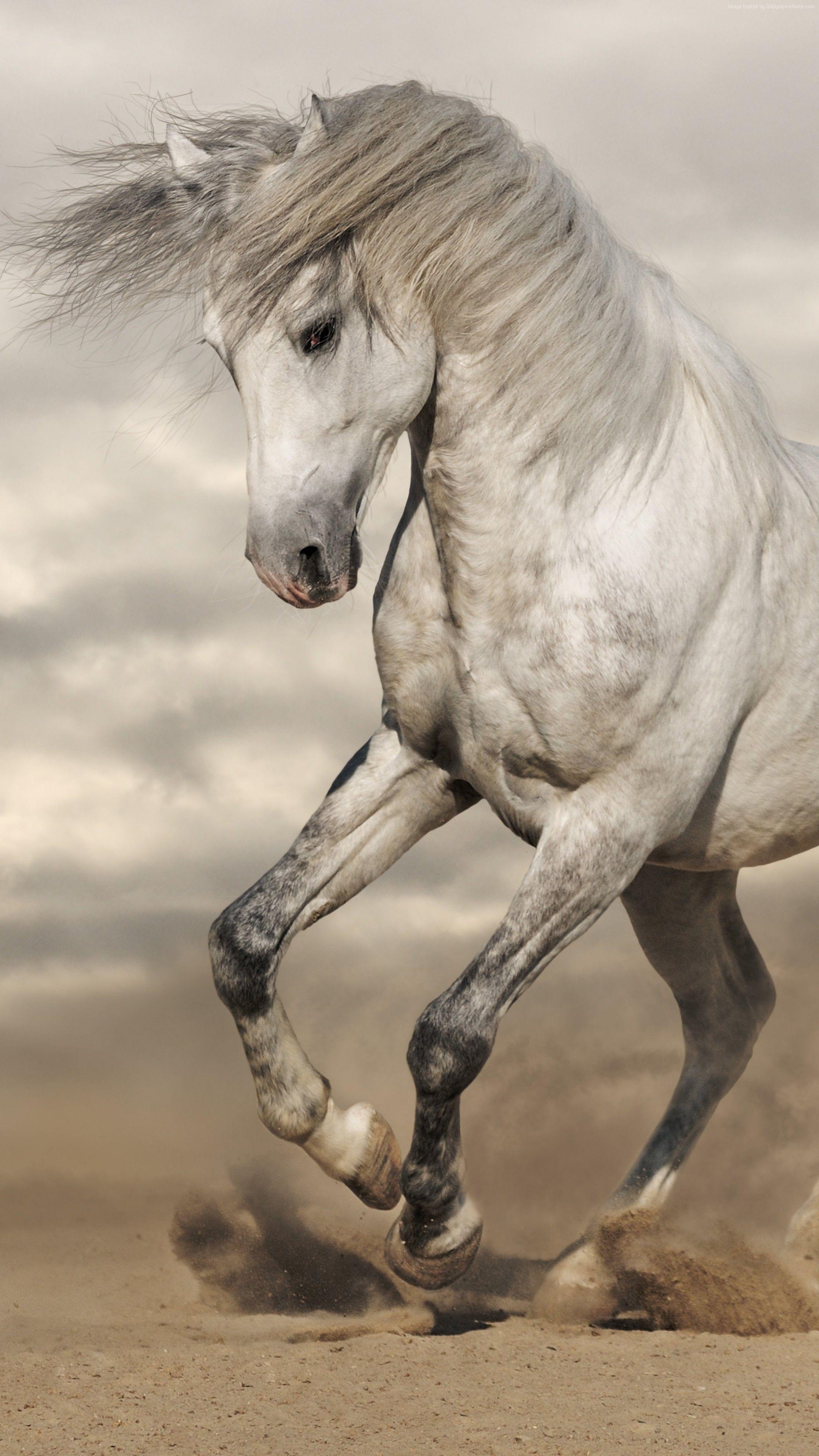 2160x3840 Pferde. Horses, Beautiful horses, Pretty horses