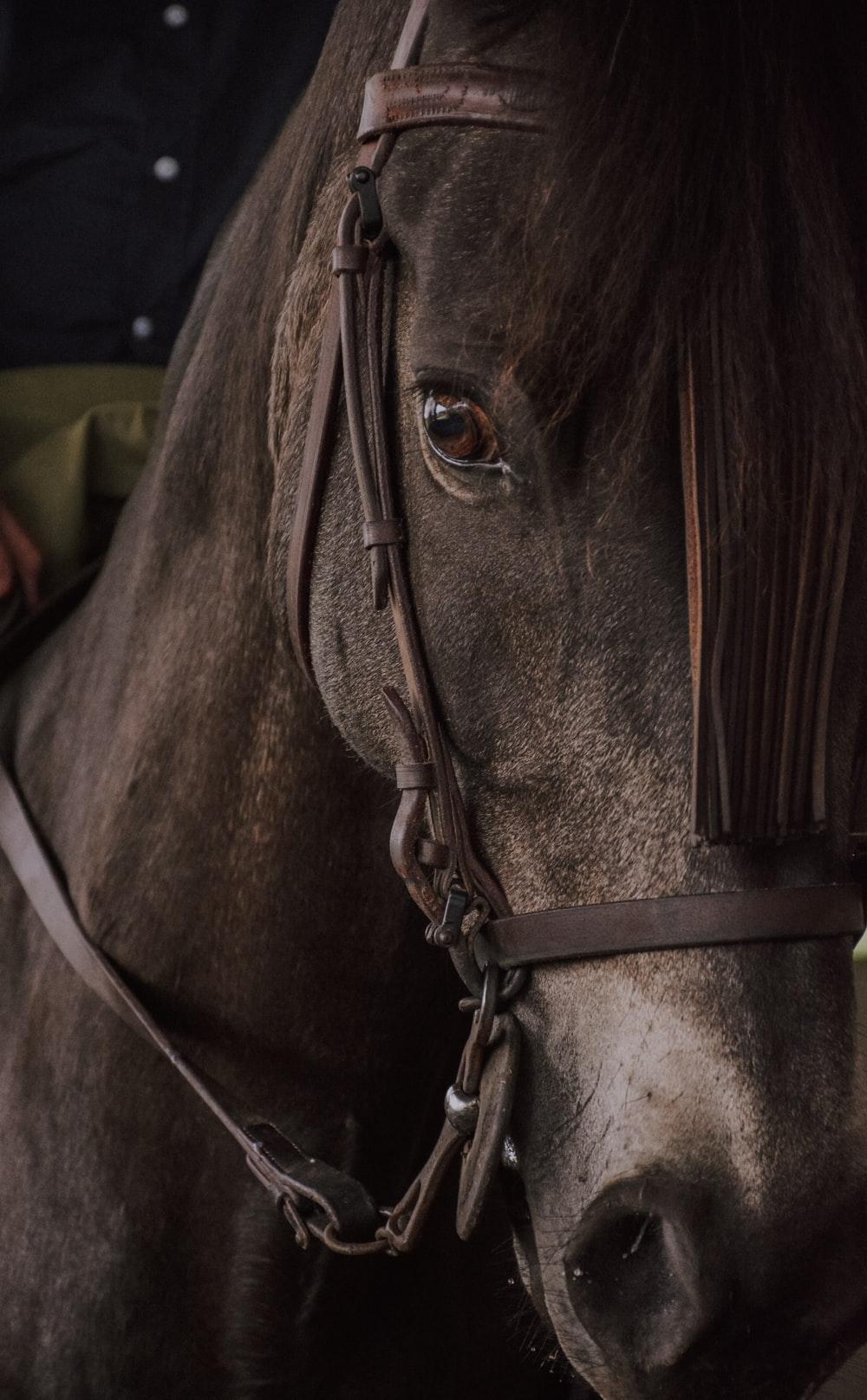 1000x1615 Horse Wallpaper: Free HD Download [HQ]