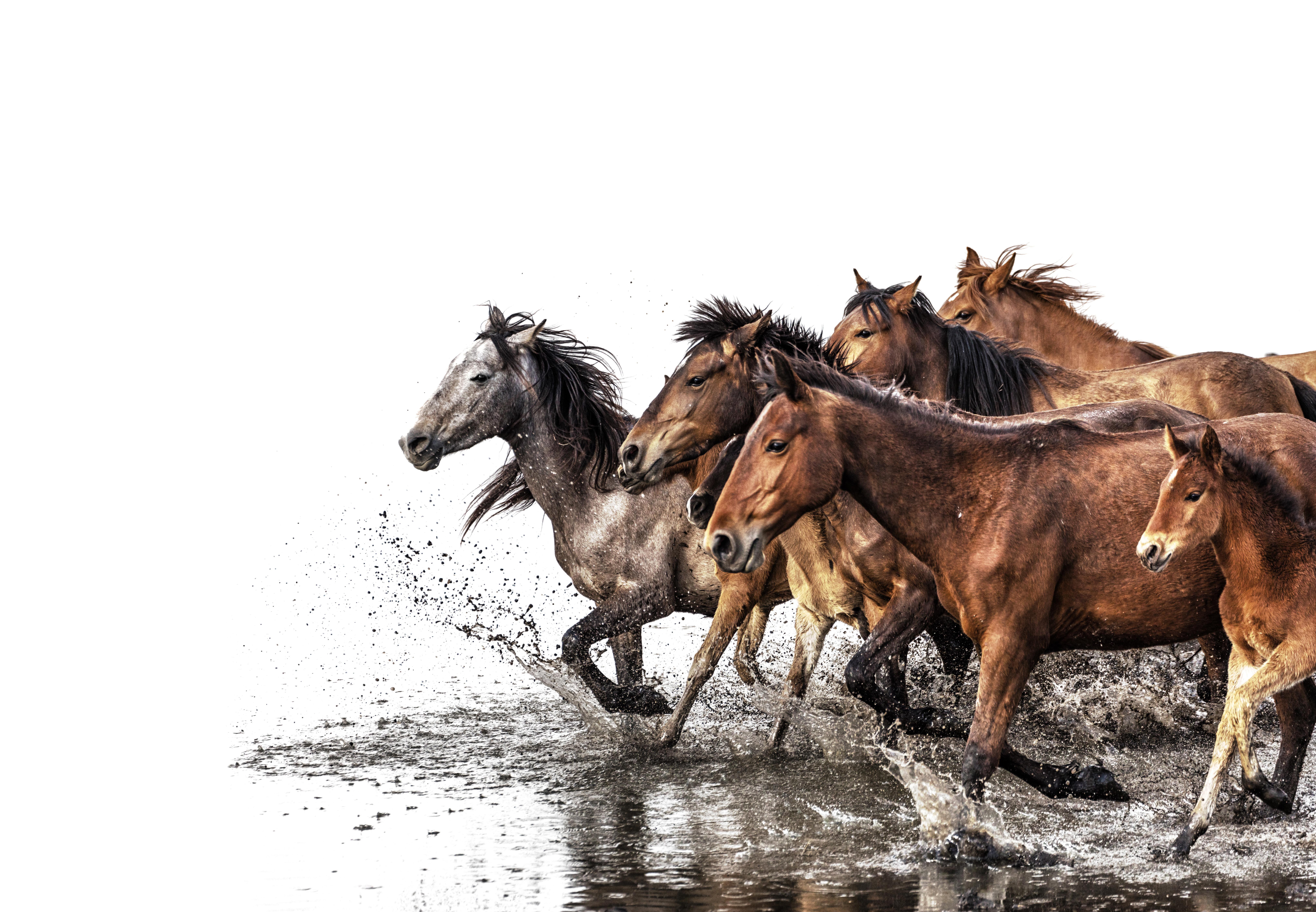 8115x5623 Horse 8k Ultra HD Wallpaper