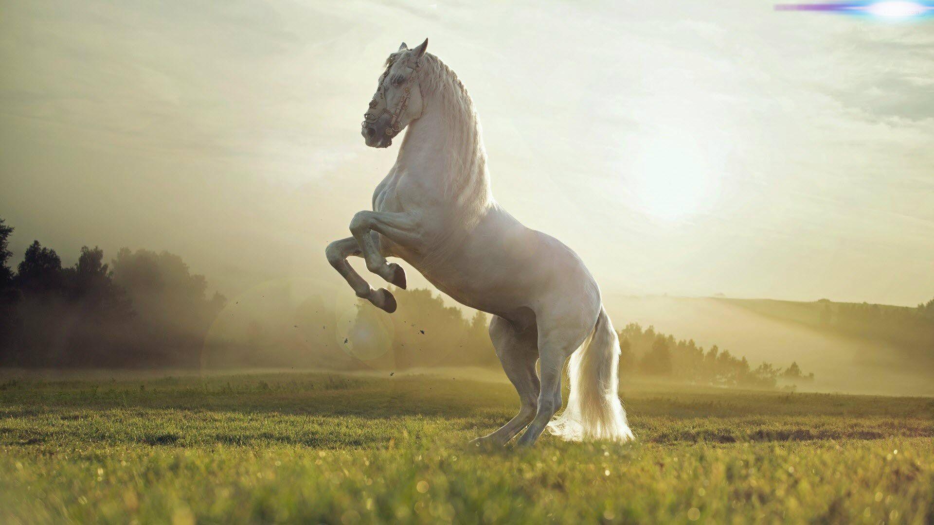 1920x1080 HD White Horse Wallpaper