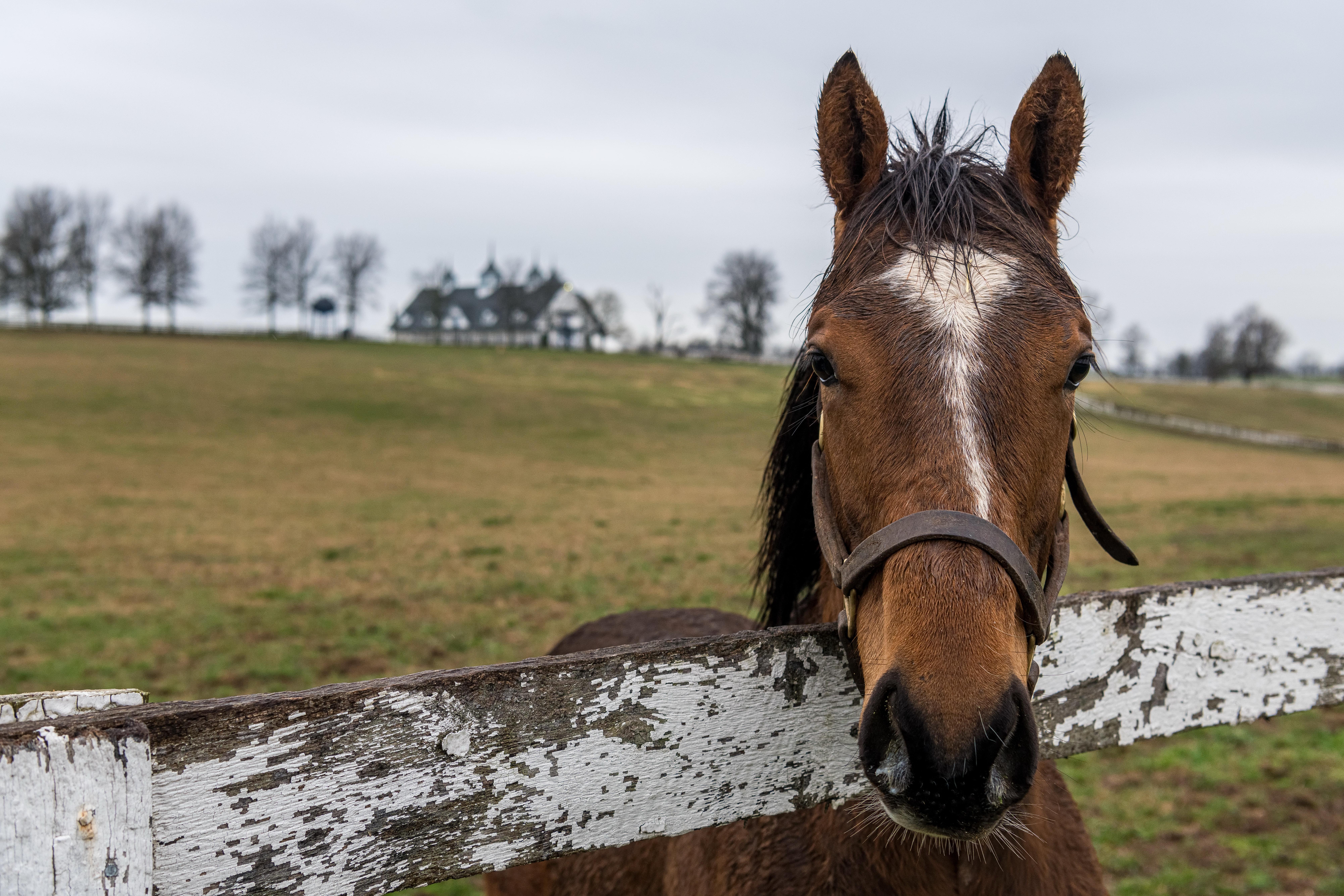 8010x5340 Horse 8k Ultra HD Wallpaper