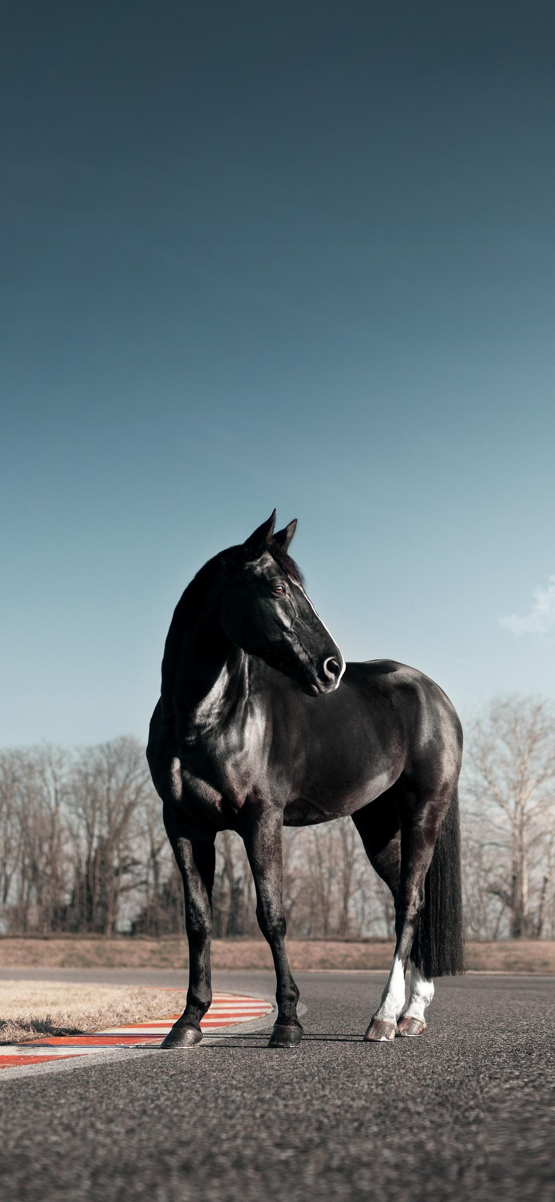 1080x2340 Black horse Wallpaper 4K, Race track, Clear sky, Animals
