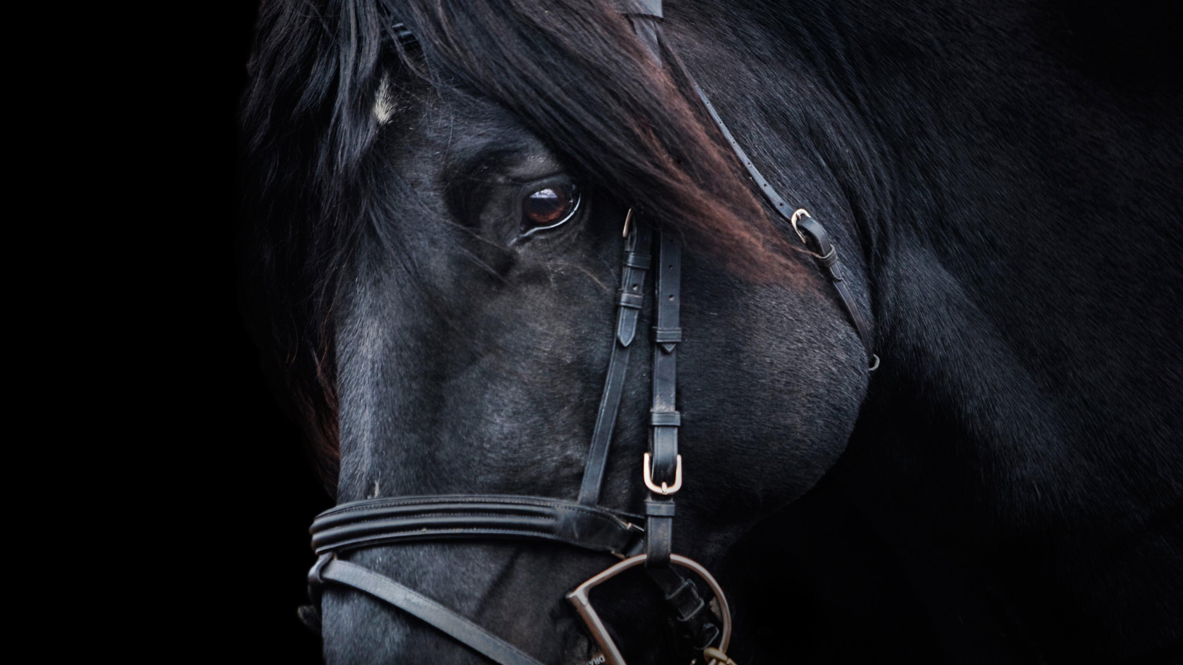 3840x2160 Free download Black Horse Wallpaper HD Wallpaper [3840x2160] for your Desktop, Mobile & Tablet. Explore 4K Portrait Wallpaper. Ultra HD 3840x2160 Wallpaper, 8K HD Wallpaper, 4K Video Game Wallpaper