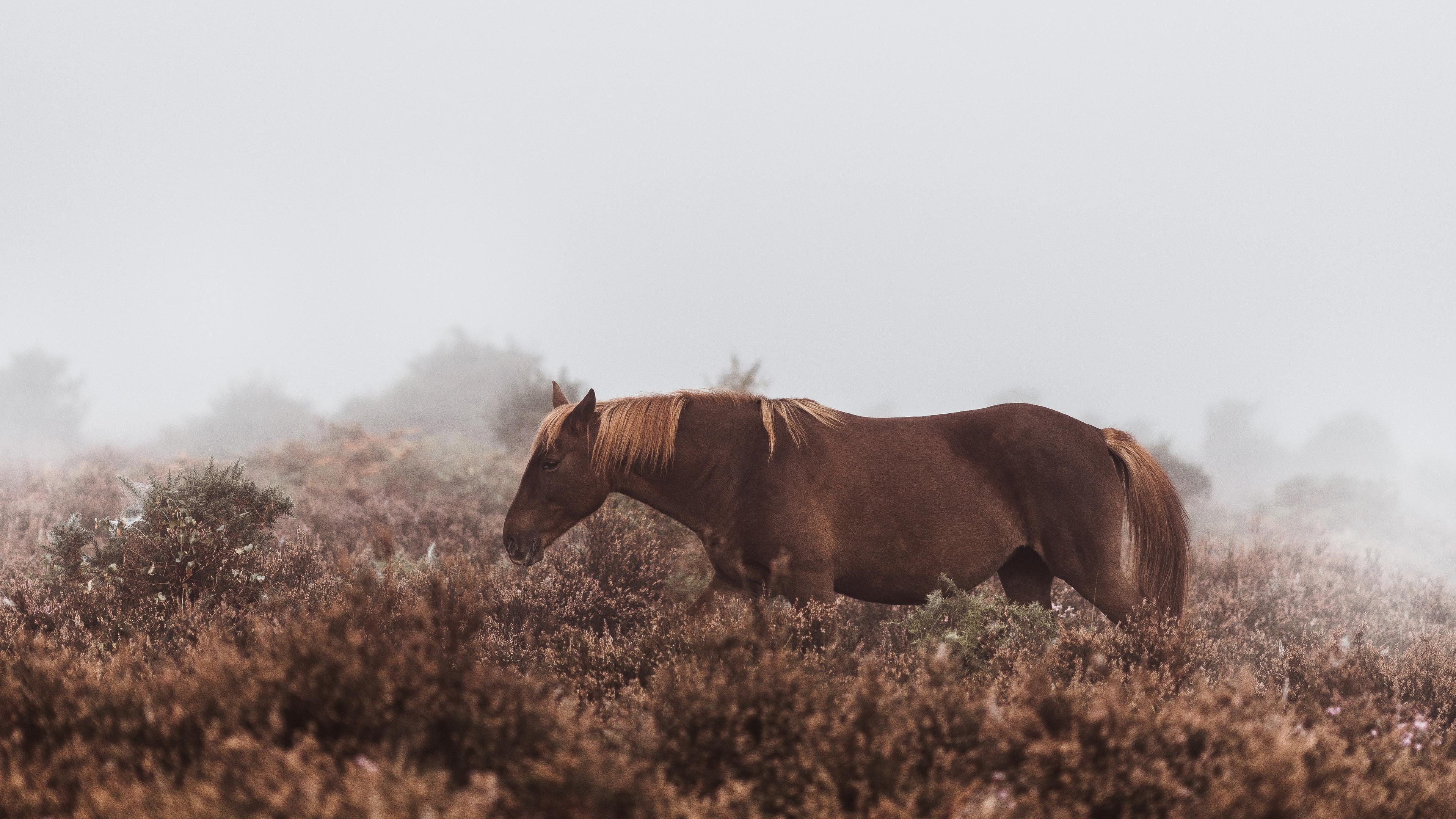 3840x2160 Wallpaper 4k Wild Horse 4k Wallpaper