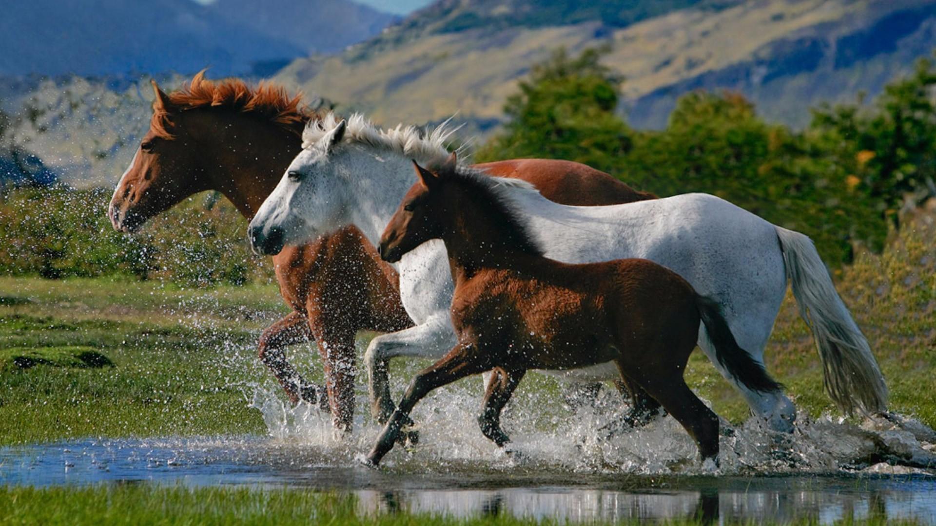 1920x1080 White And Brown Horses With Background Of Mountain HD Horse Wallpaper