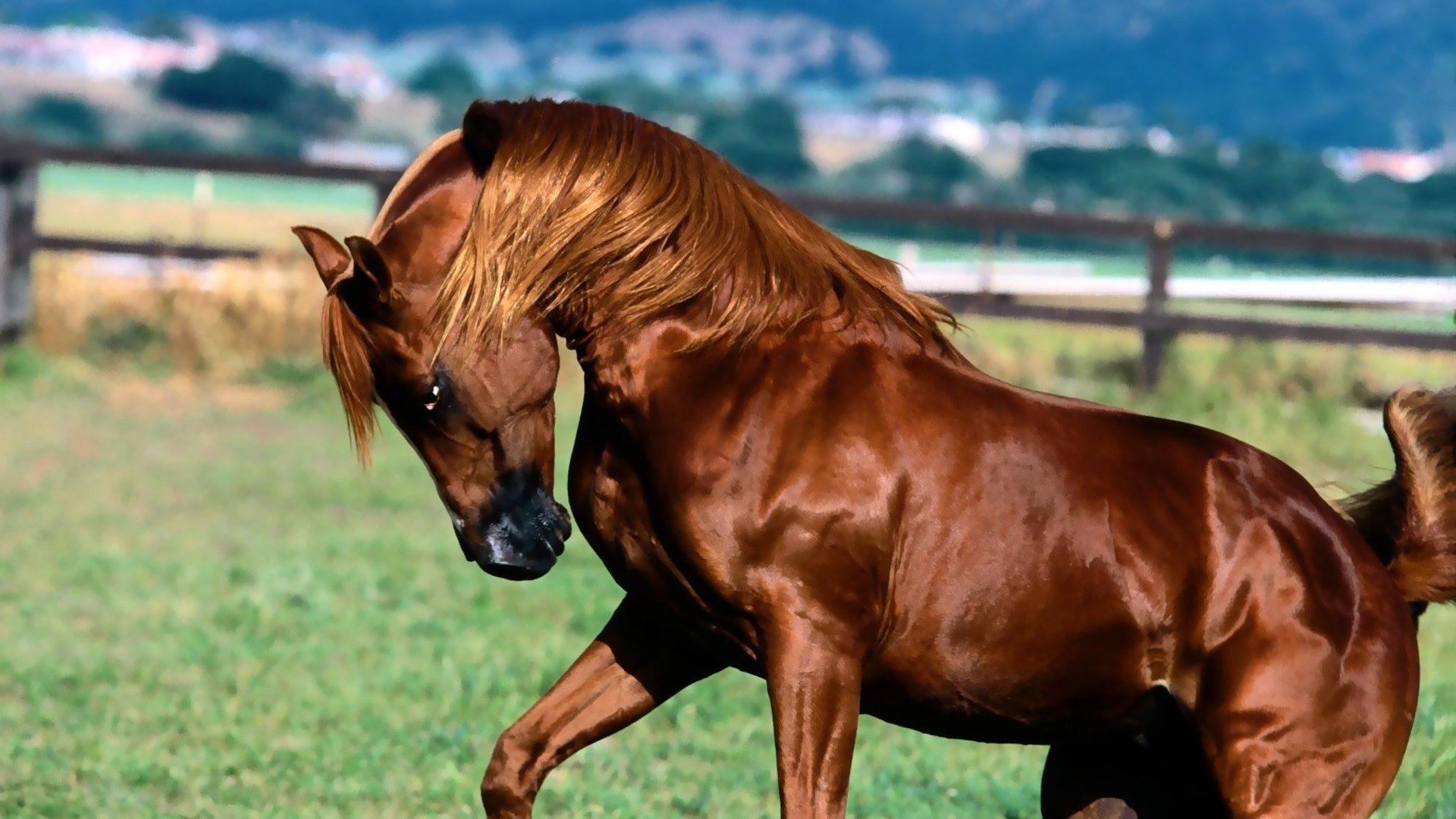 1920x1080 Brown Horse