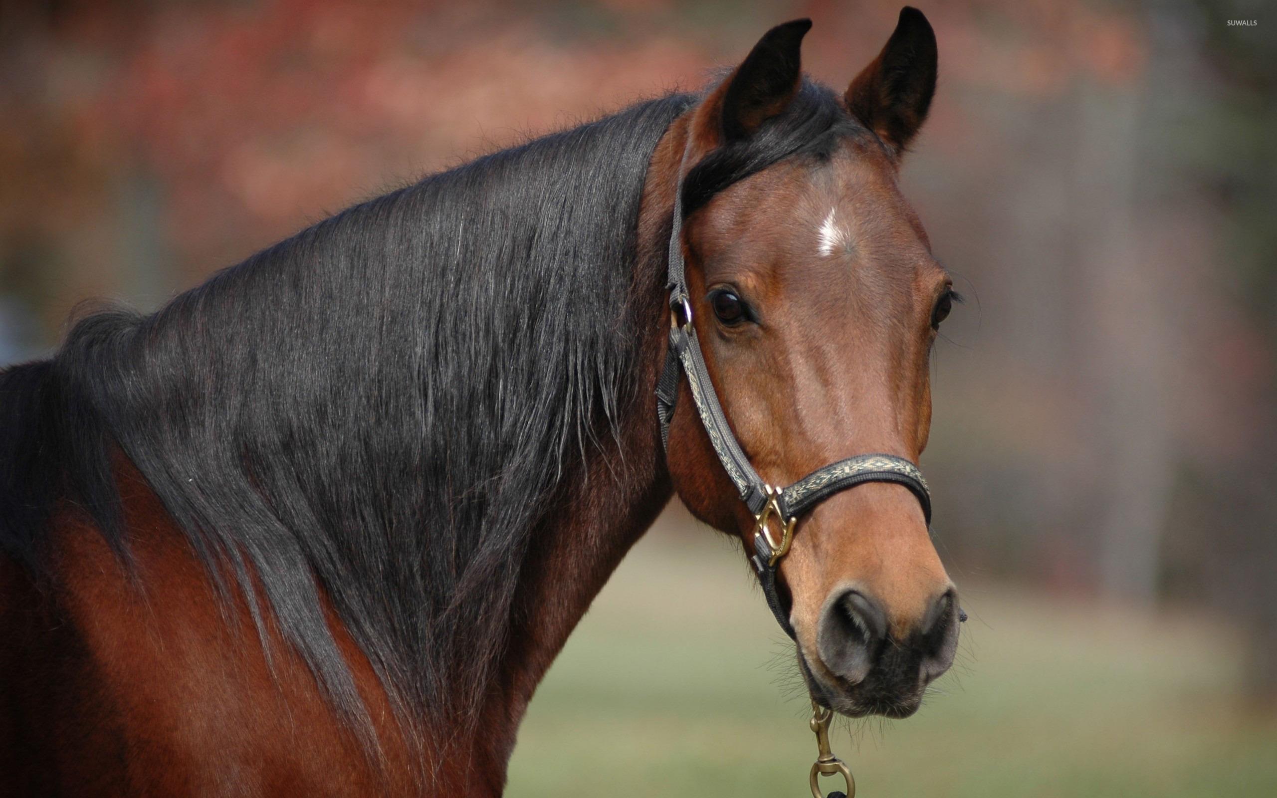 2560x1600 Horse [10] wallpaper wallpaper