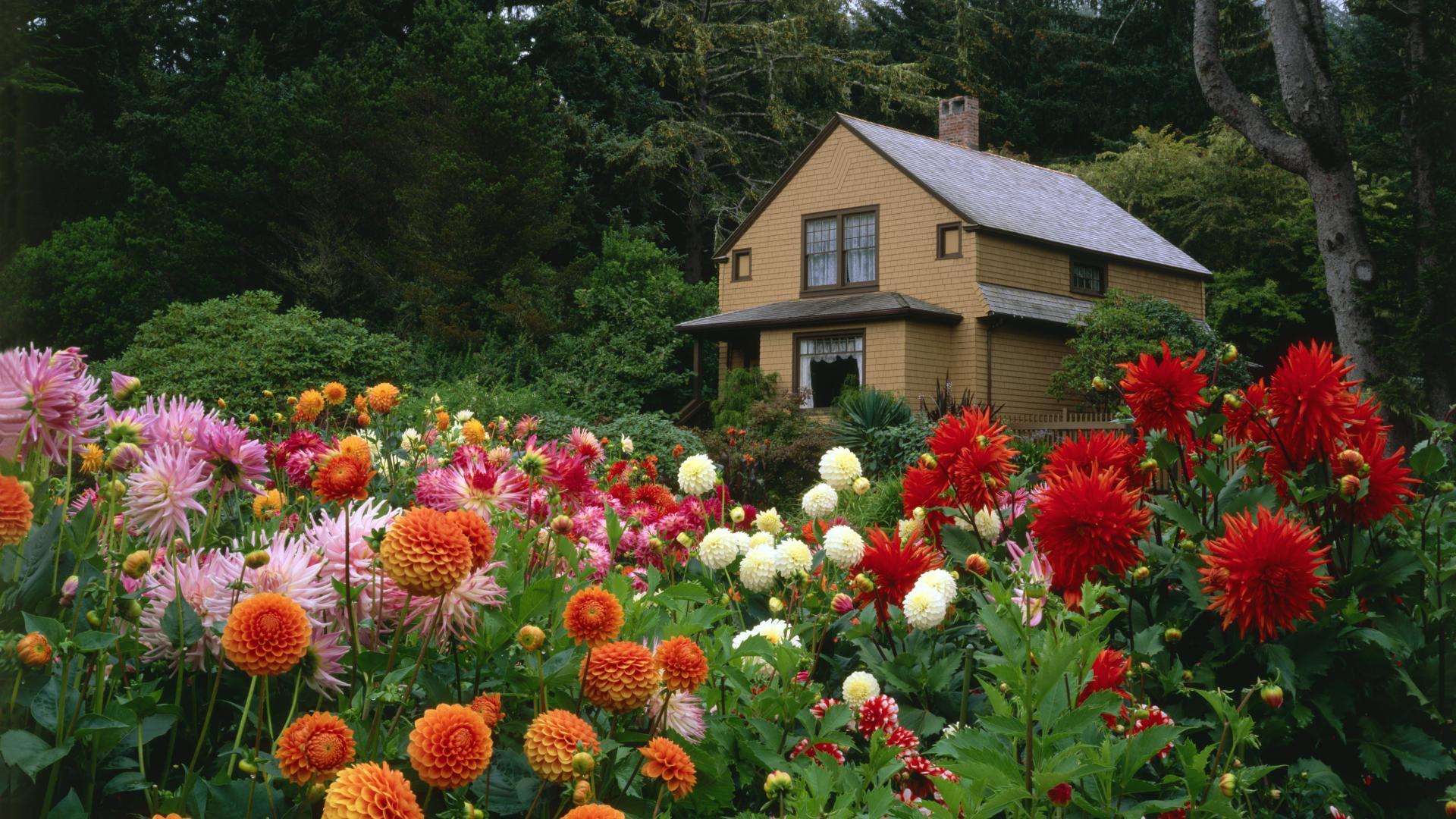 1920x1080 Flower Garden Wallpaper