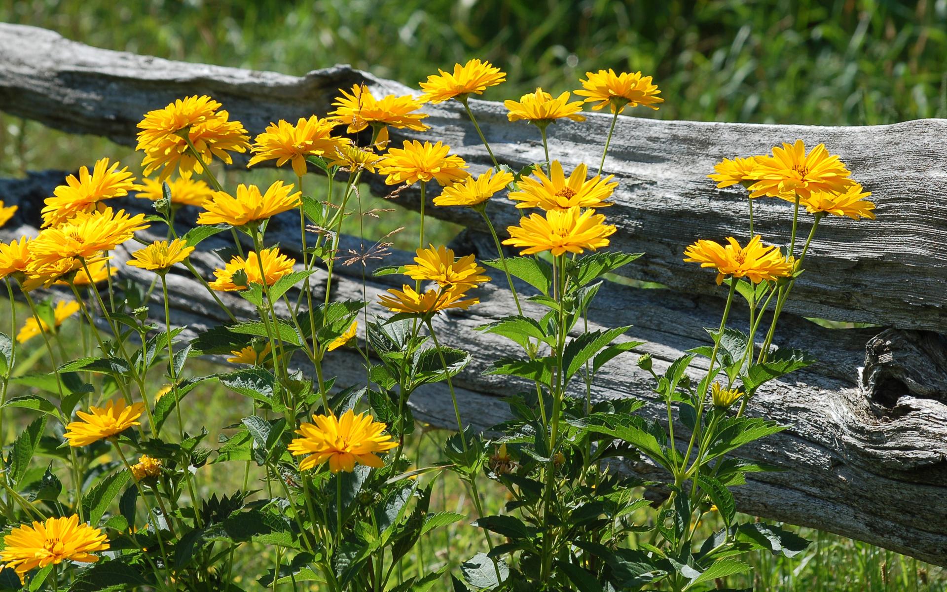1920x1200 Moril Country Flowers HD Wallpaper