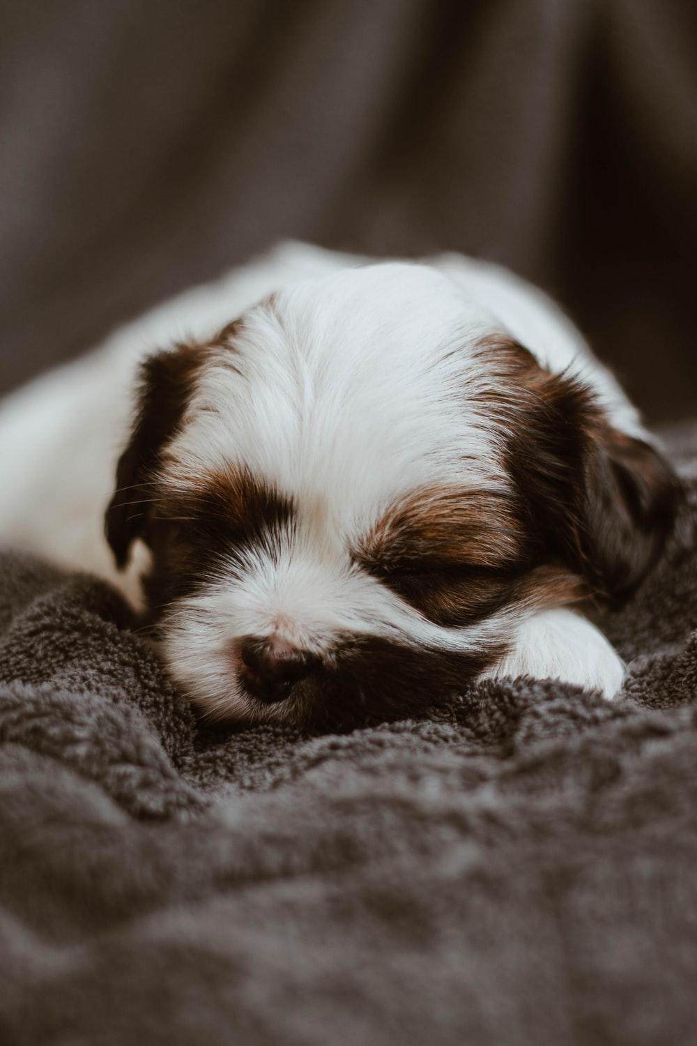 1000x1500 Sleeping Puppy Picture. Download Free Image
