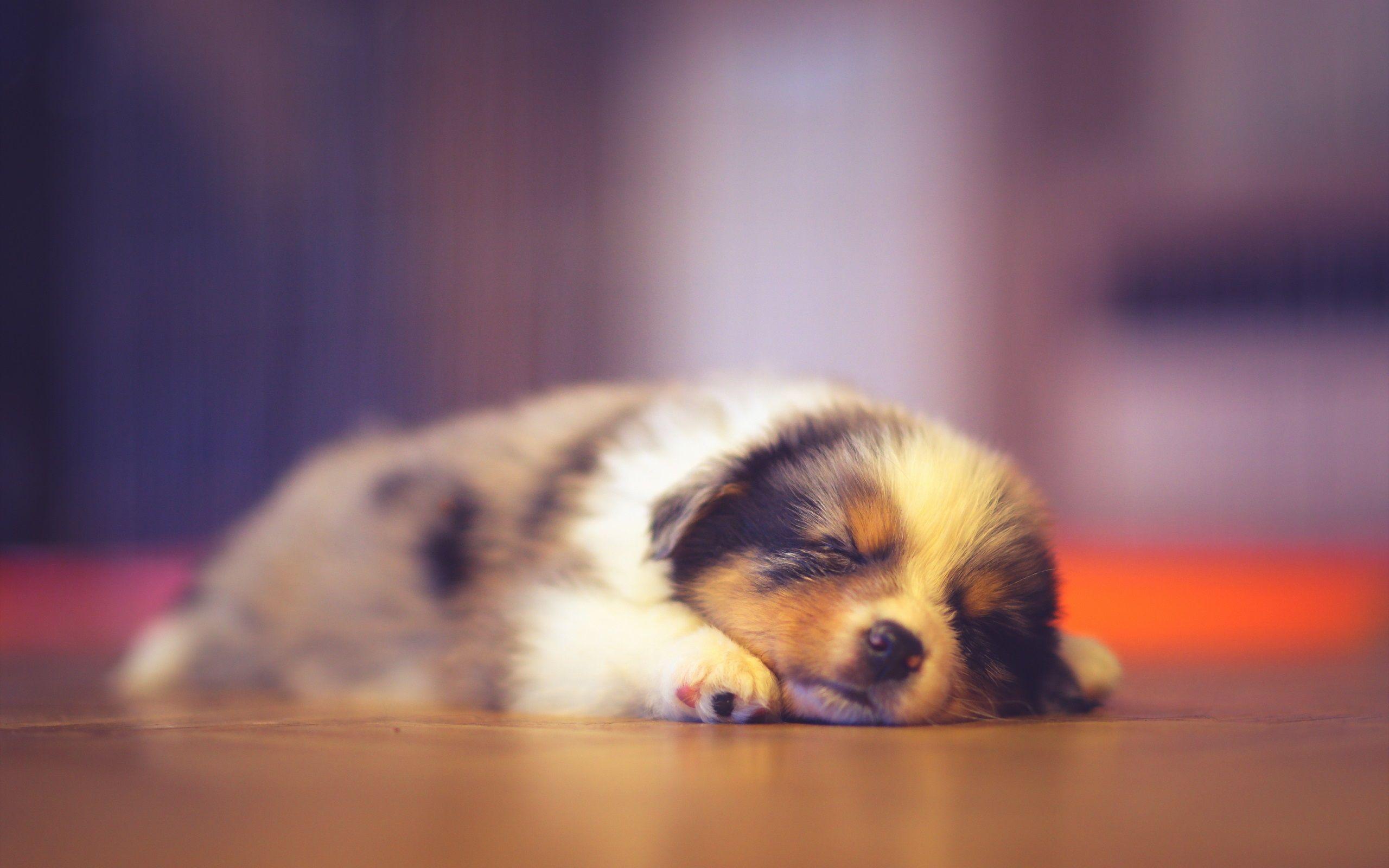 2560x1600 Puppy Sleeping Wallpaper