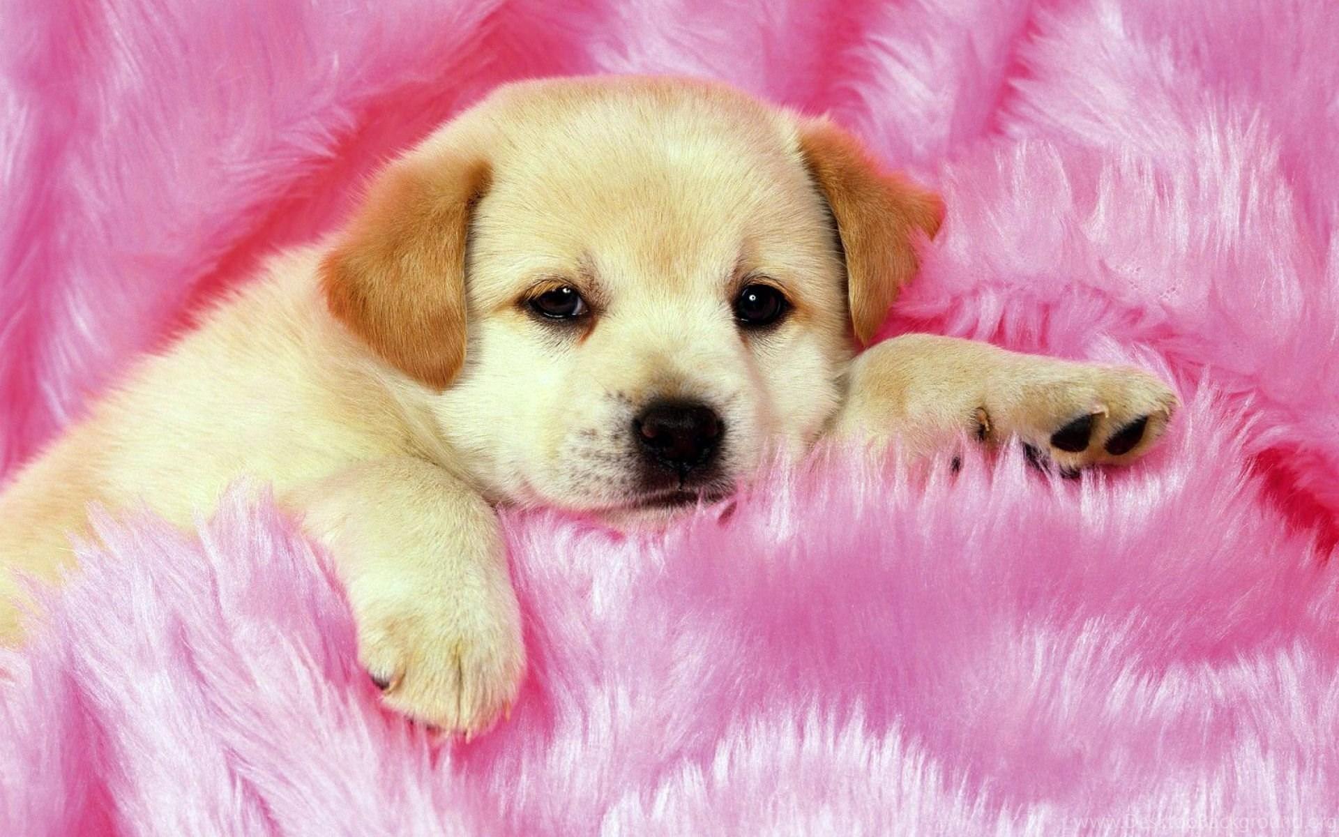 1920x1200 Cute Puppies Sleeping Wallpaper Wallpaper. Desktop Background