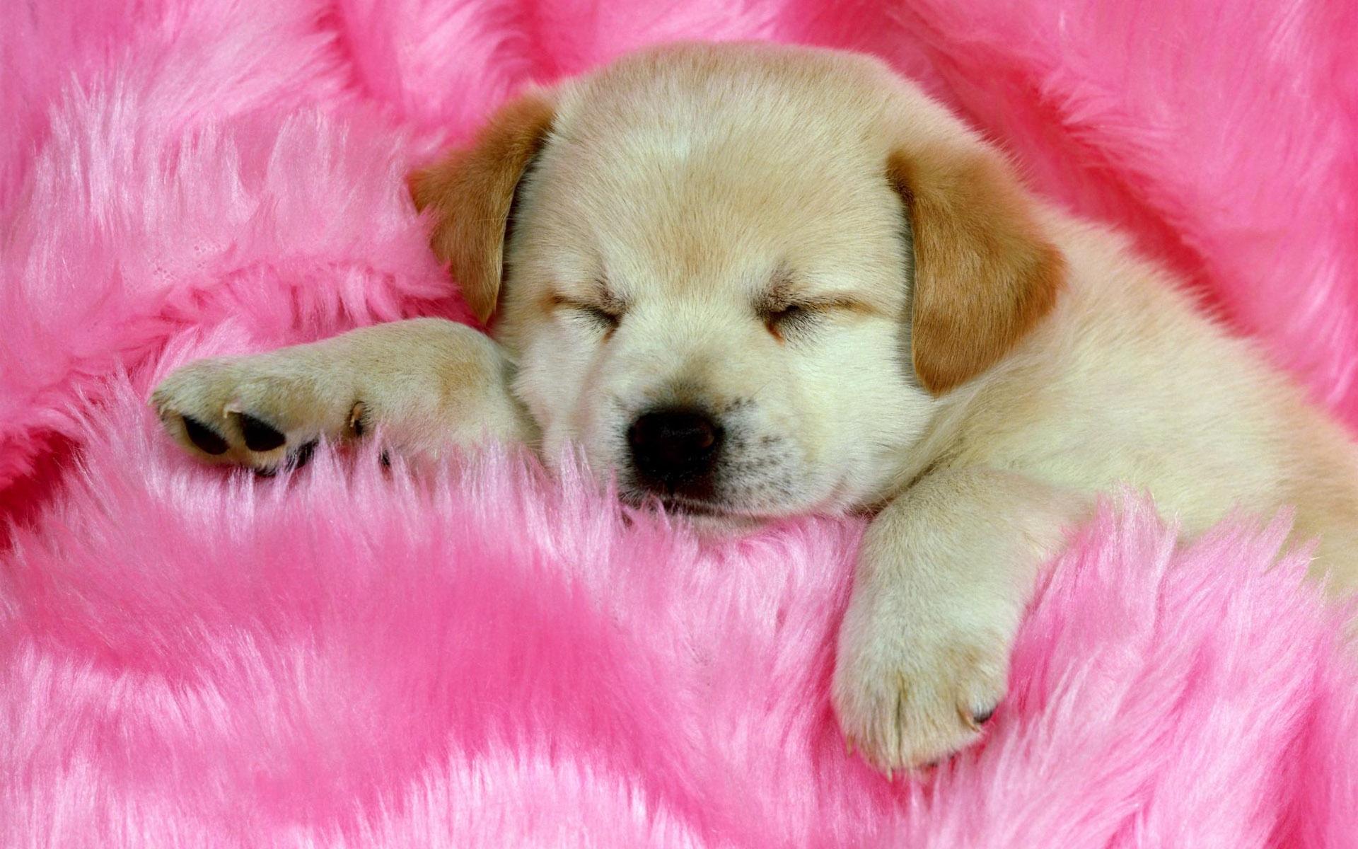 1920x1200 Puppy sleeping on a pink rug HD Wallpaper