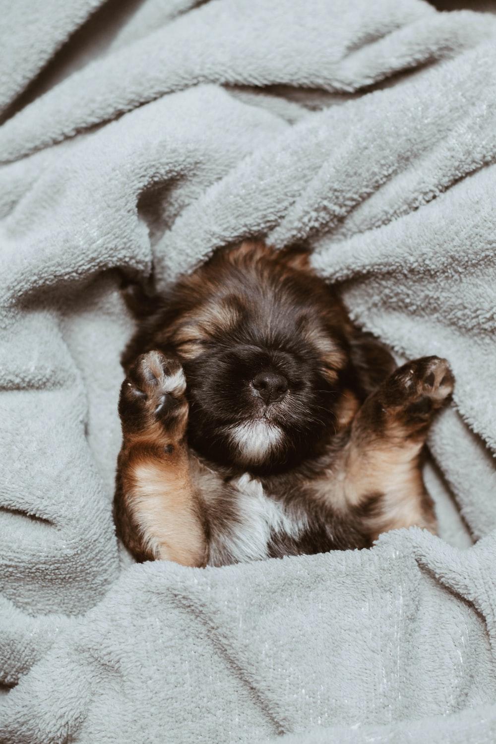 1000x1500 Sleeping Puppy Picture. Download Free Image