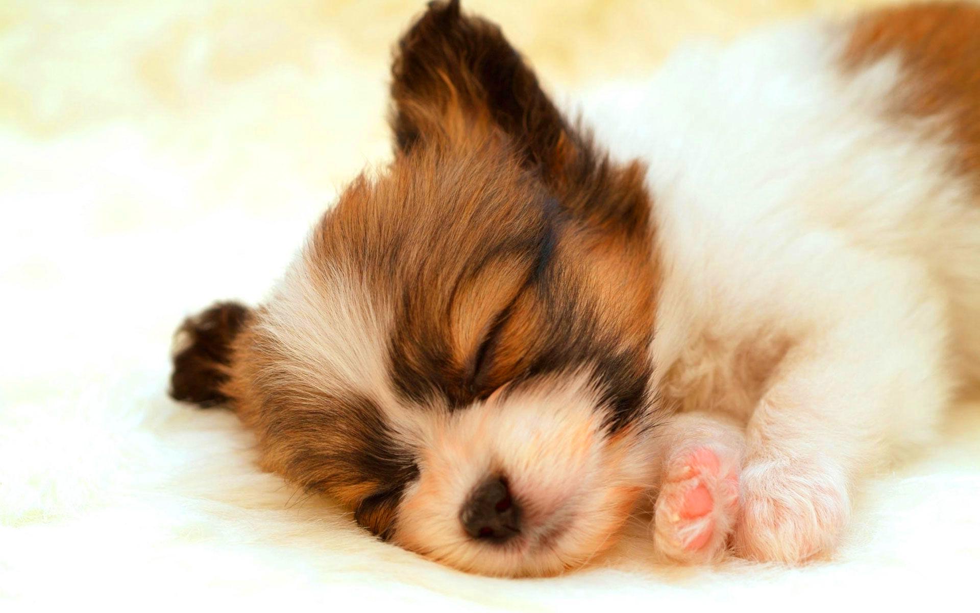 1920x1200 Cute pup sleeping