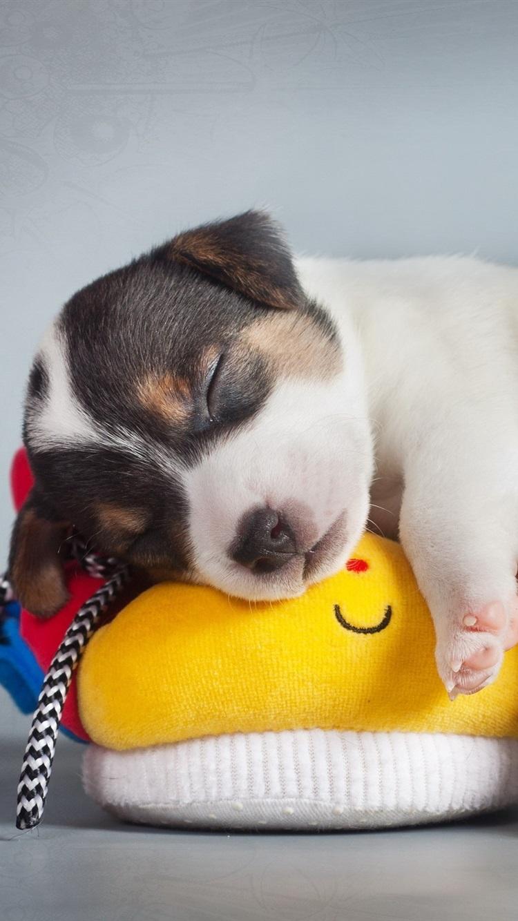 750x1334 Cute Puppy Sleep On Shoes 750x1334 IPhone 8 7 6 6S Wallpaper, Background, Picture, Image