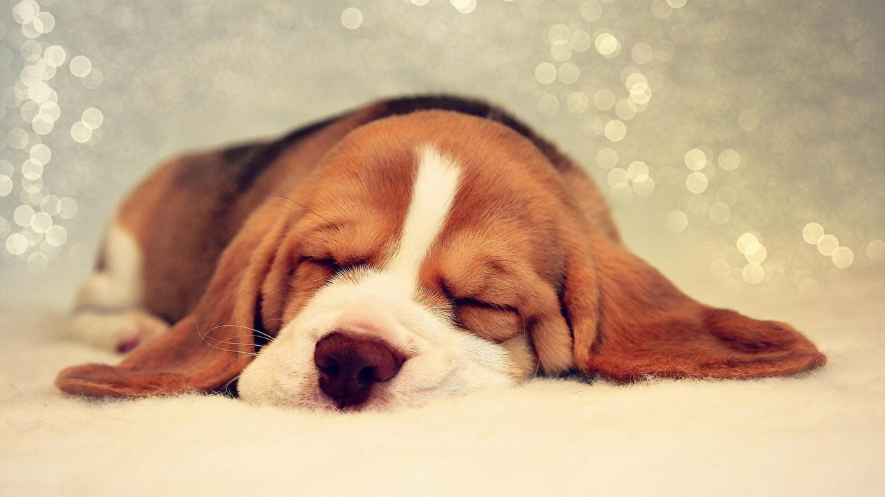 1280x720 Sleeping Basset Hound Puppies