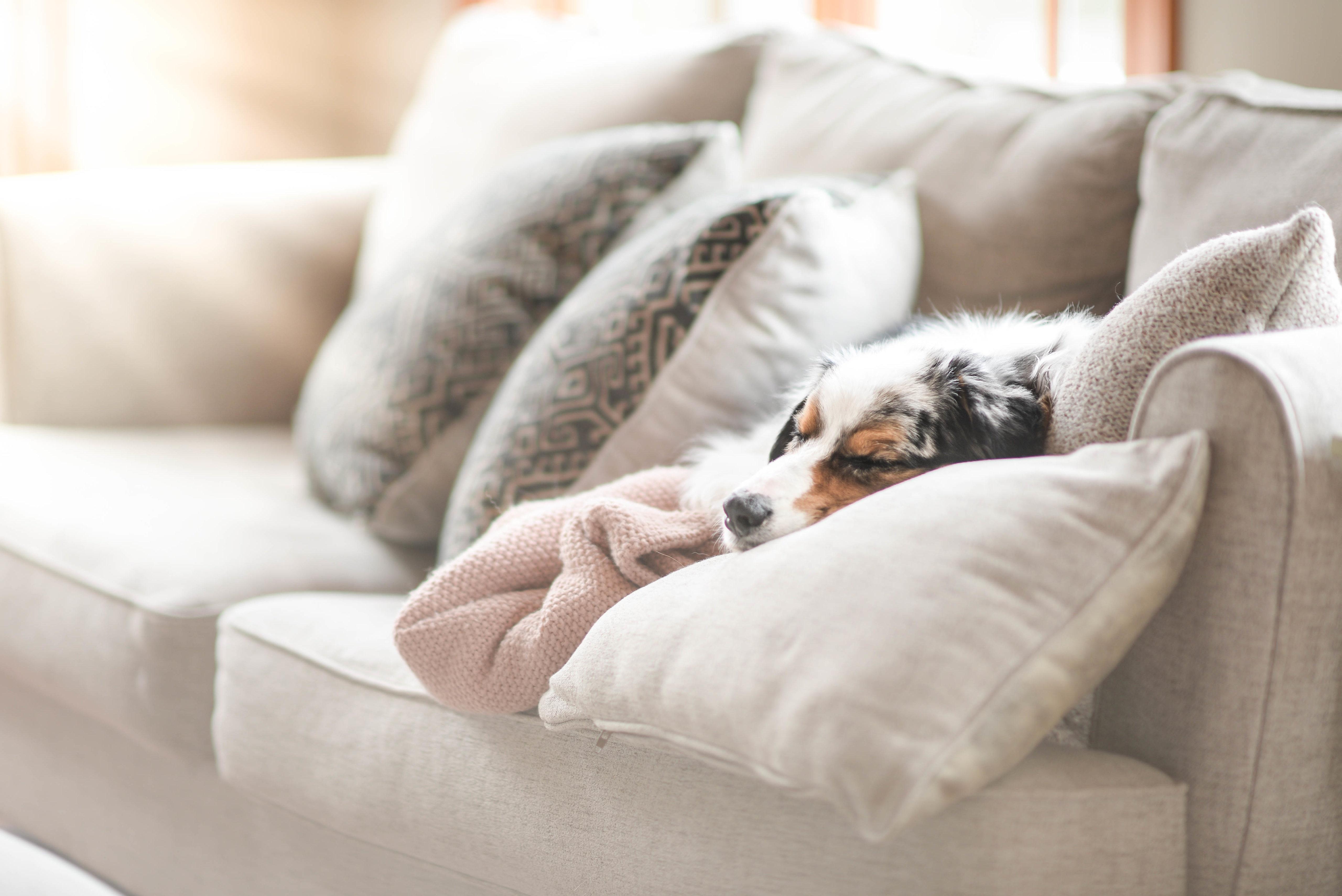 5120x3418 Cozy dog sleeping on a couch 4k Ultra HD Wallpaper